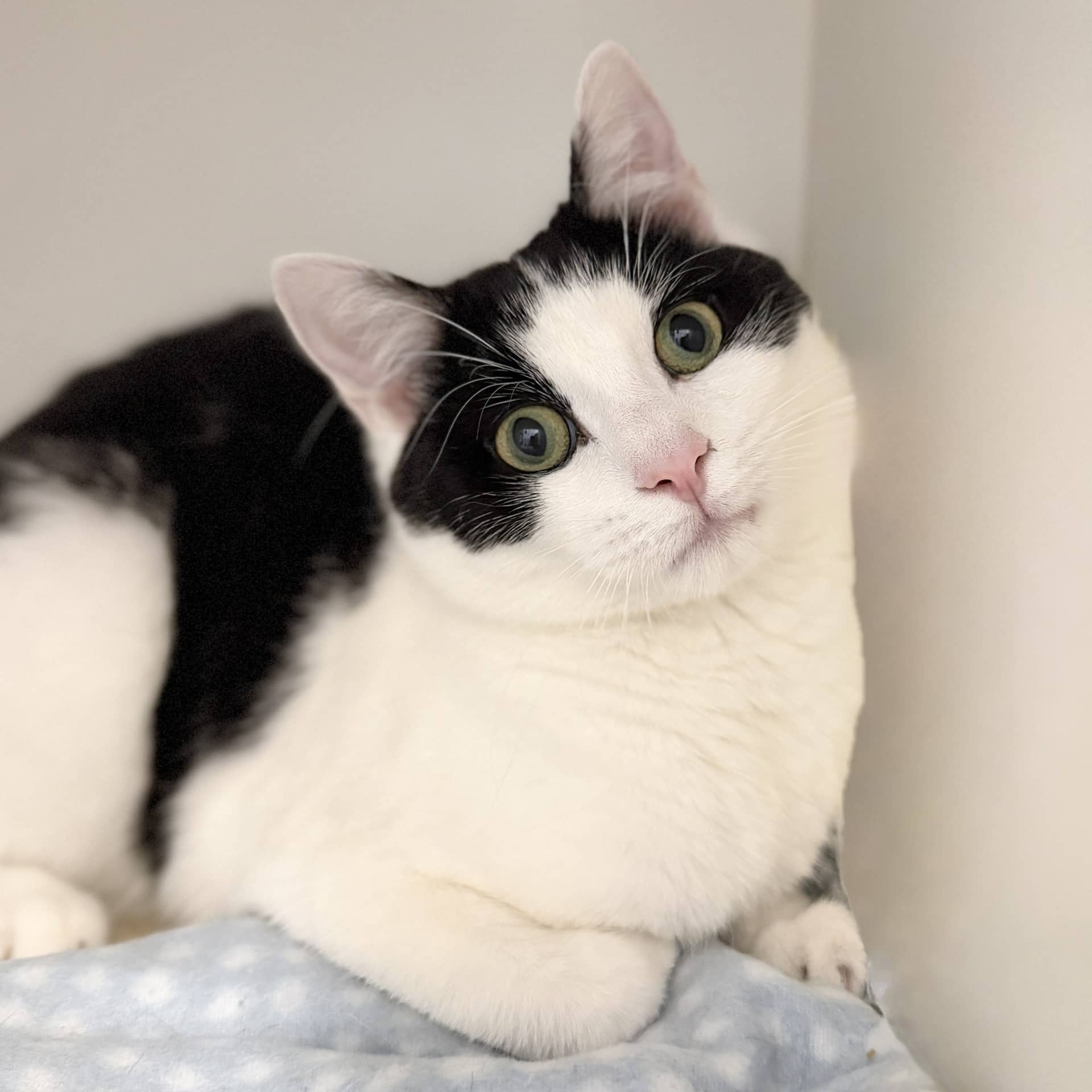 Dodo - Domestic Shorthair cat available for adoption at Lort Smith in Melbourne