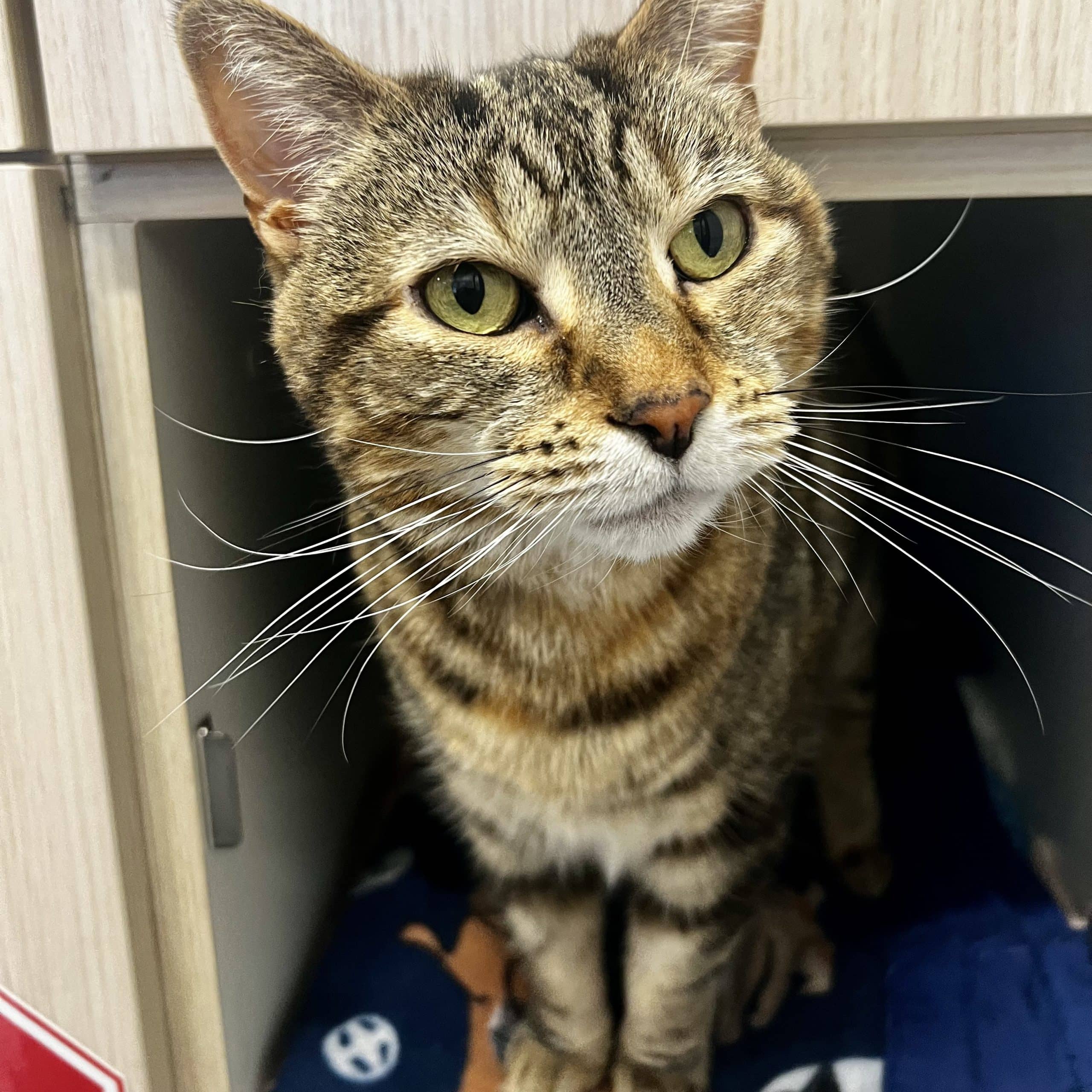 Starbucks - Domestic Shorthair cat available for adoption at Lort Smith in Melbourne
