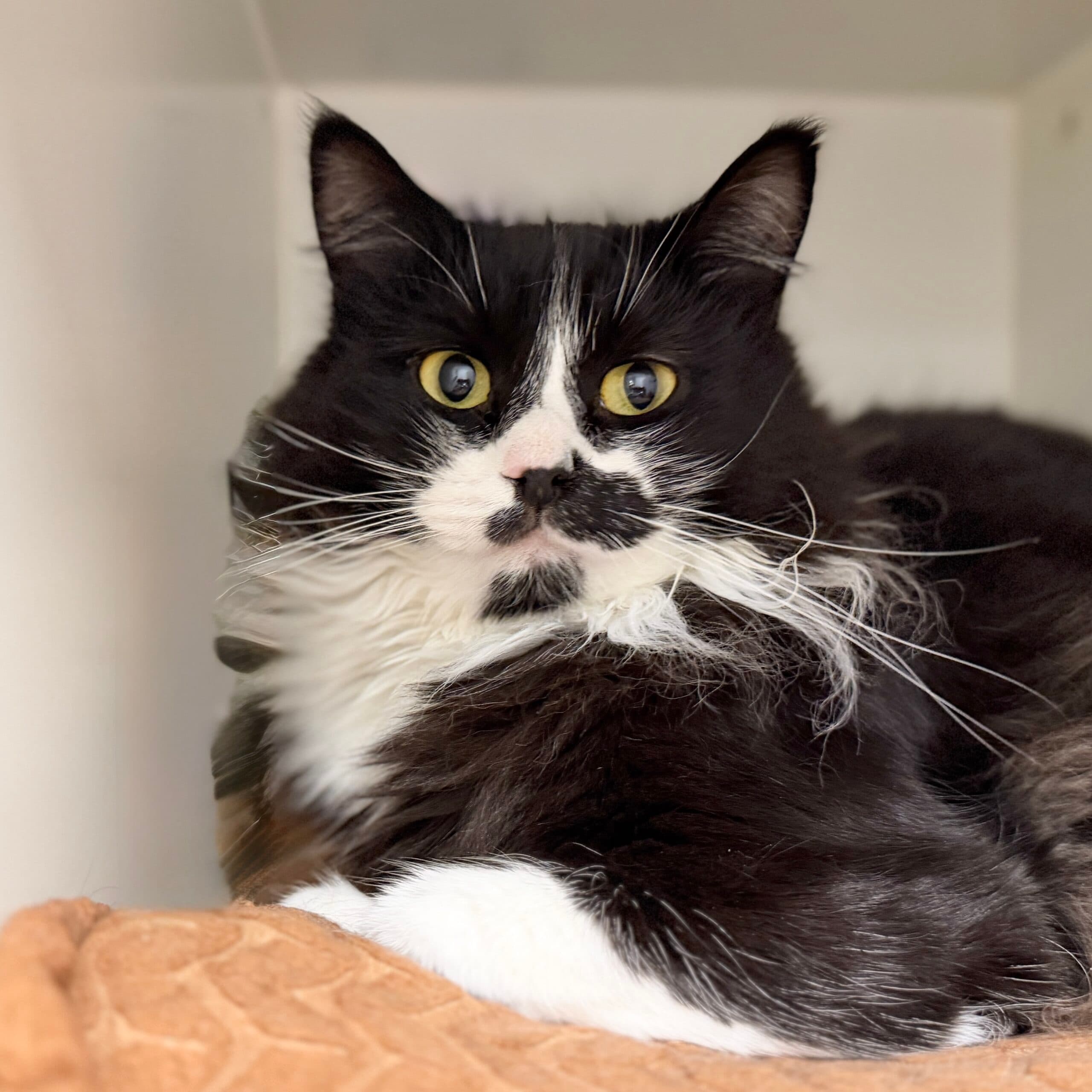 Sasha - Domestic Shorthair cat available for adoption at Lort Smith in Melbourne
