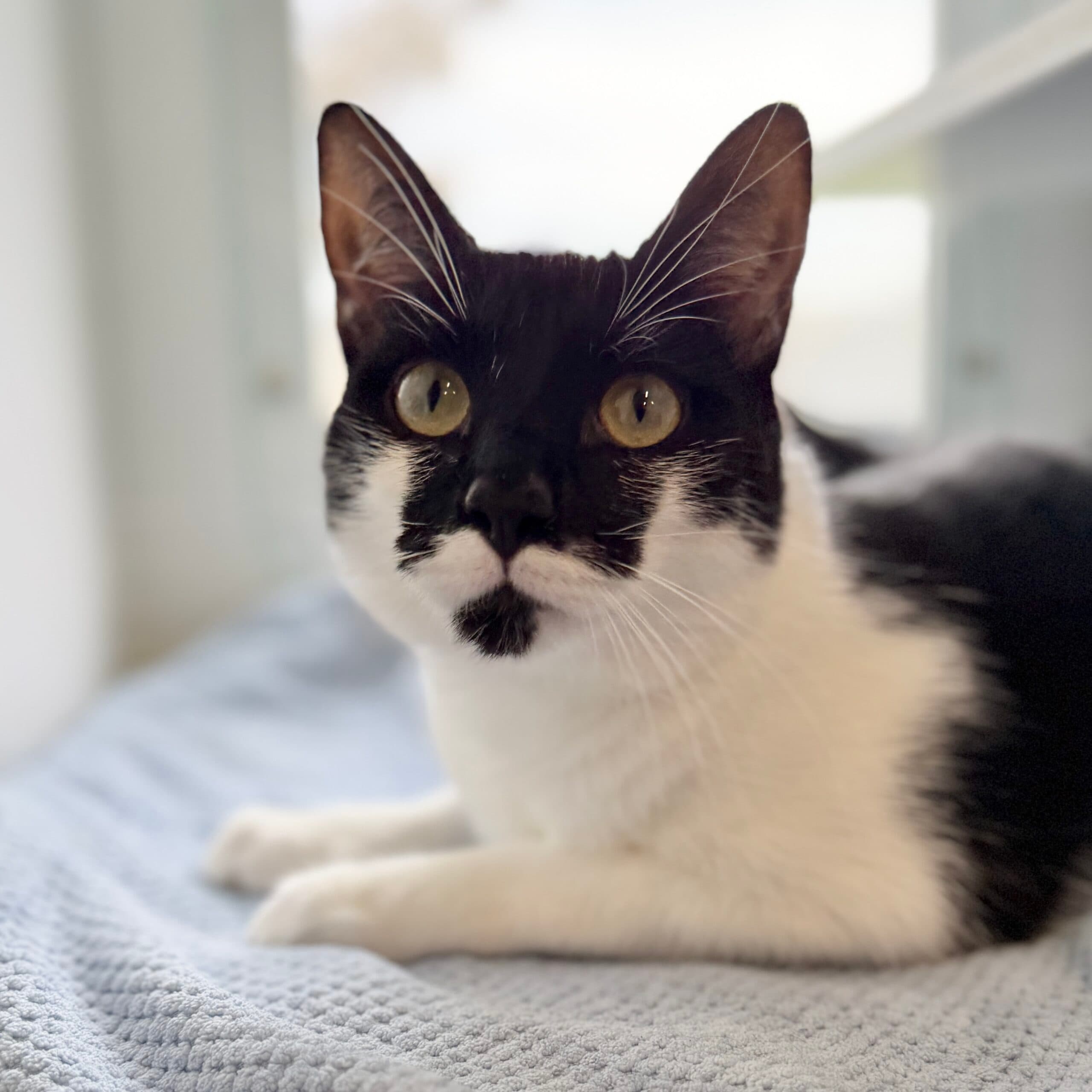 Winchester - Domestic Shorthair cat available for adoption at Lort Smith in Melbourne