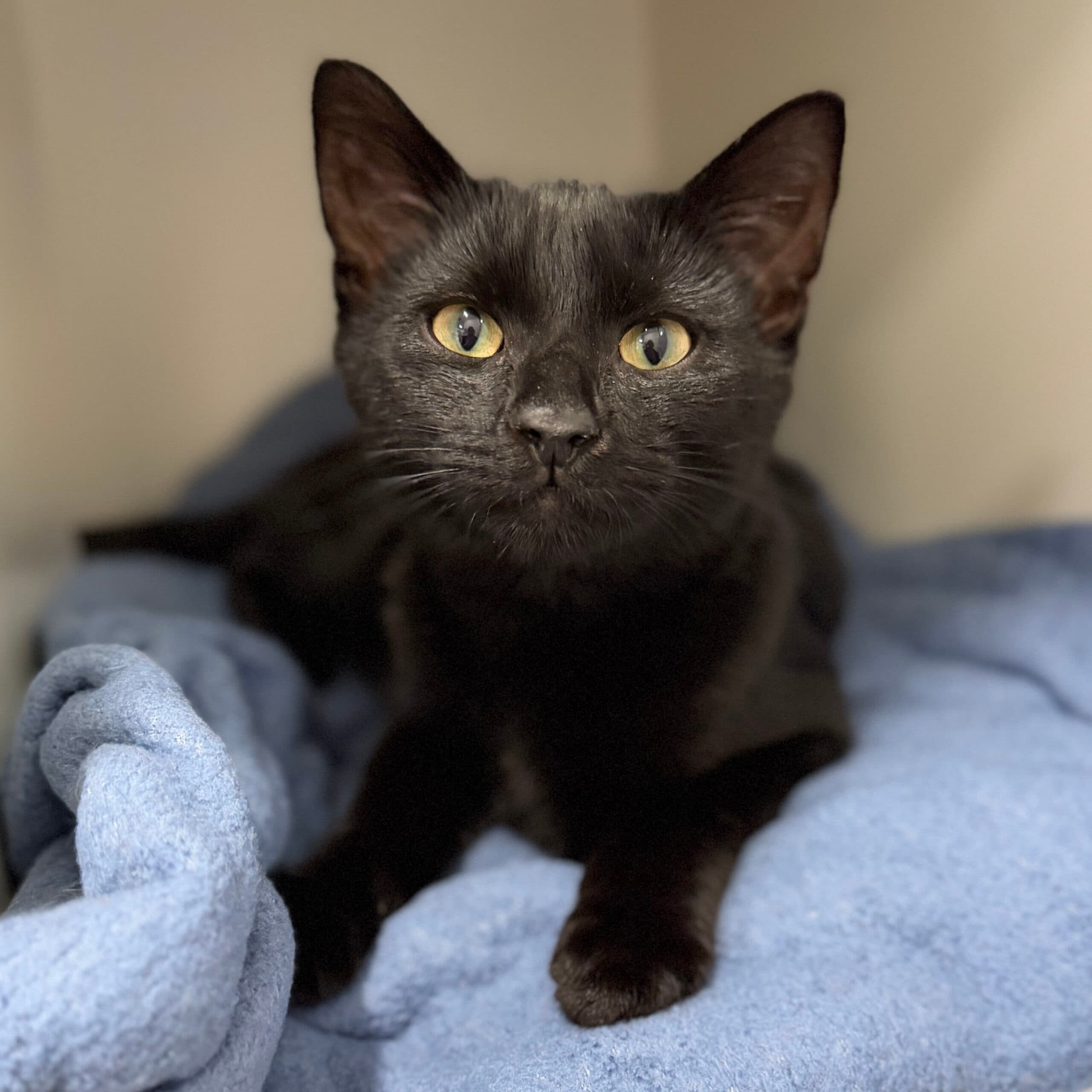 Neville - Domestic Shorthair cat available for adoption at Lort Smith in Melbourne