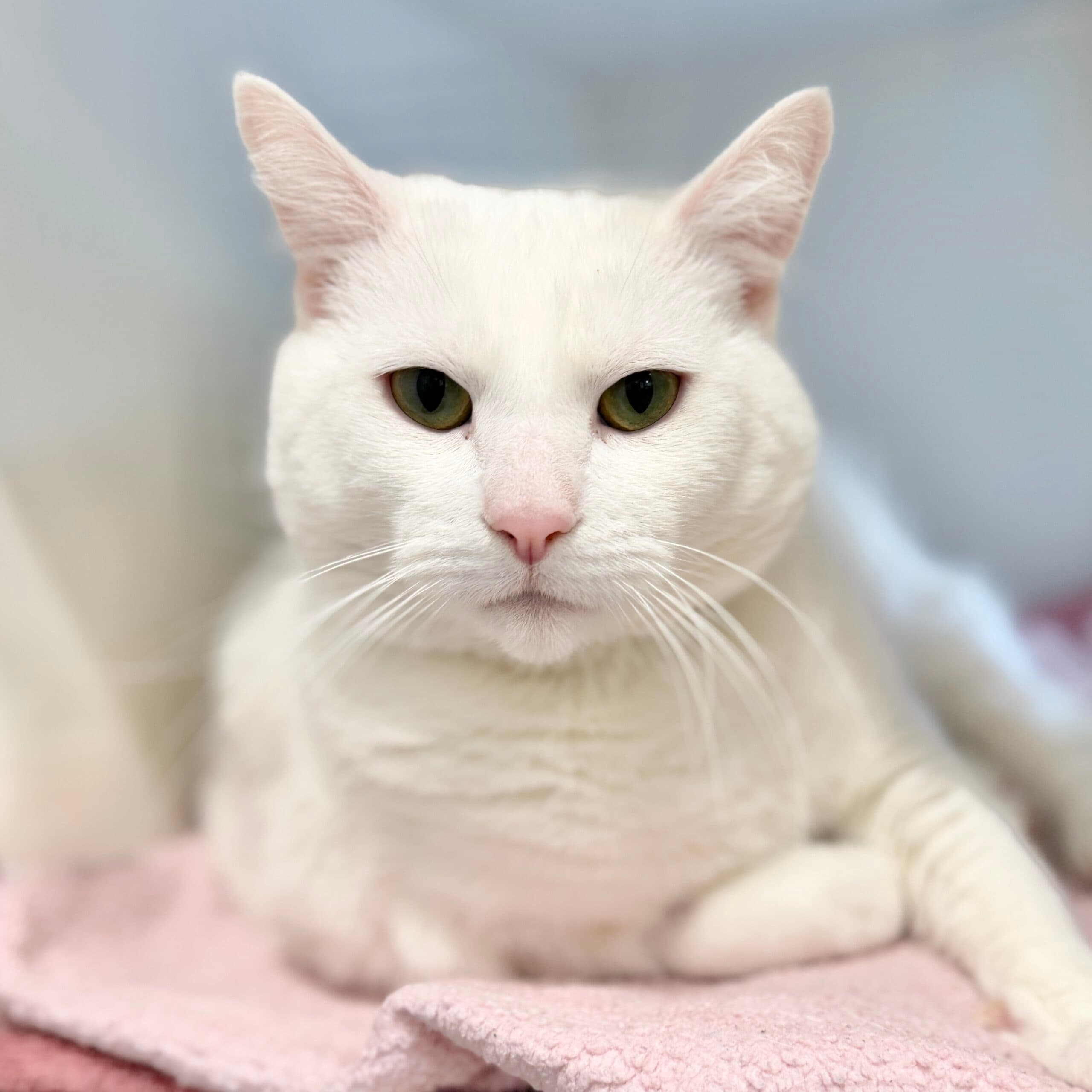 Lychee - Domestic Shorthair cat available for adoption at Lort Smith in Melbourne