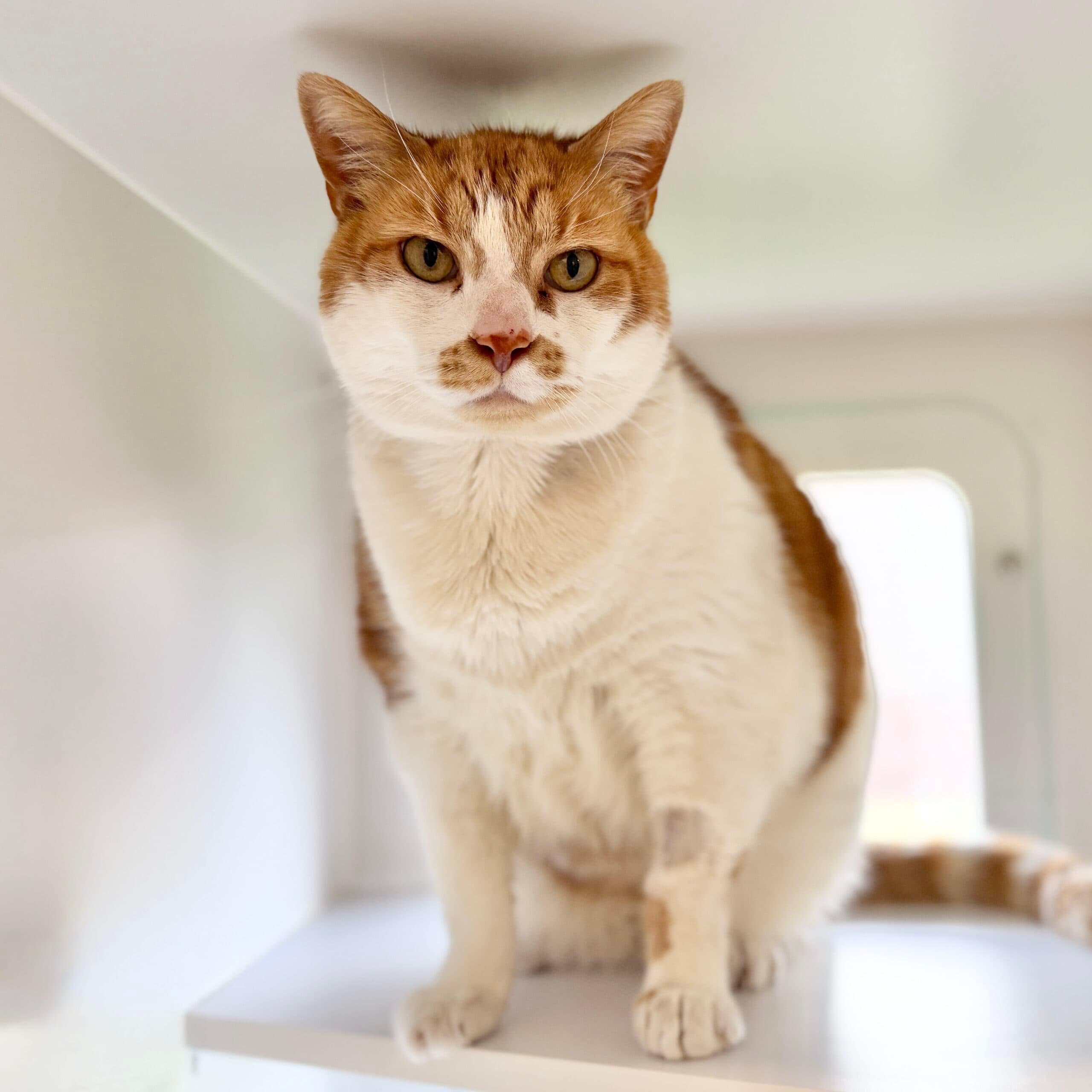 Louie - Domestic Shorthair cat available for adoption at Lort Smith in Melbourne