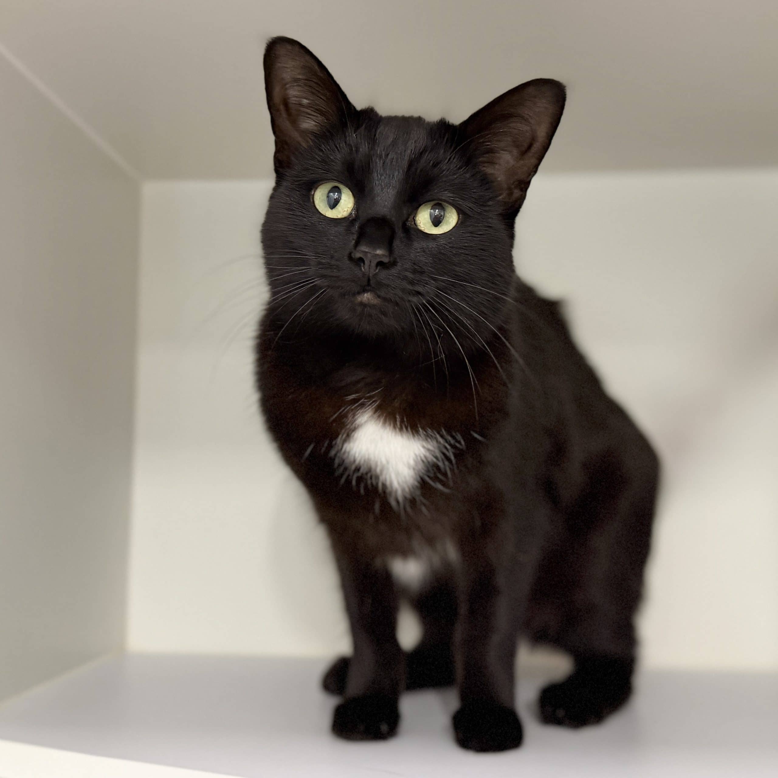 Beyonce - Domestic Shorthair cat available for adoption at Lort Smith in Melbourne