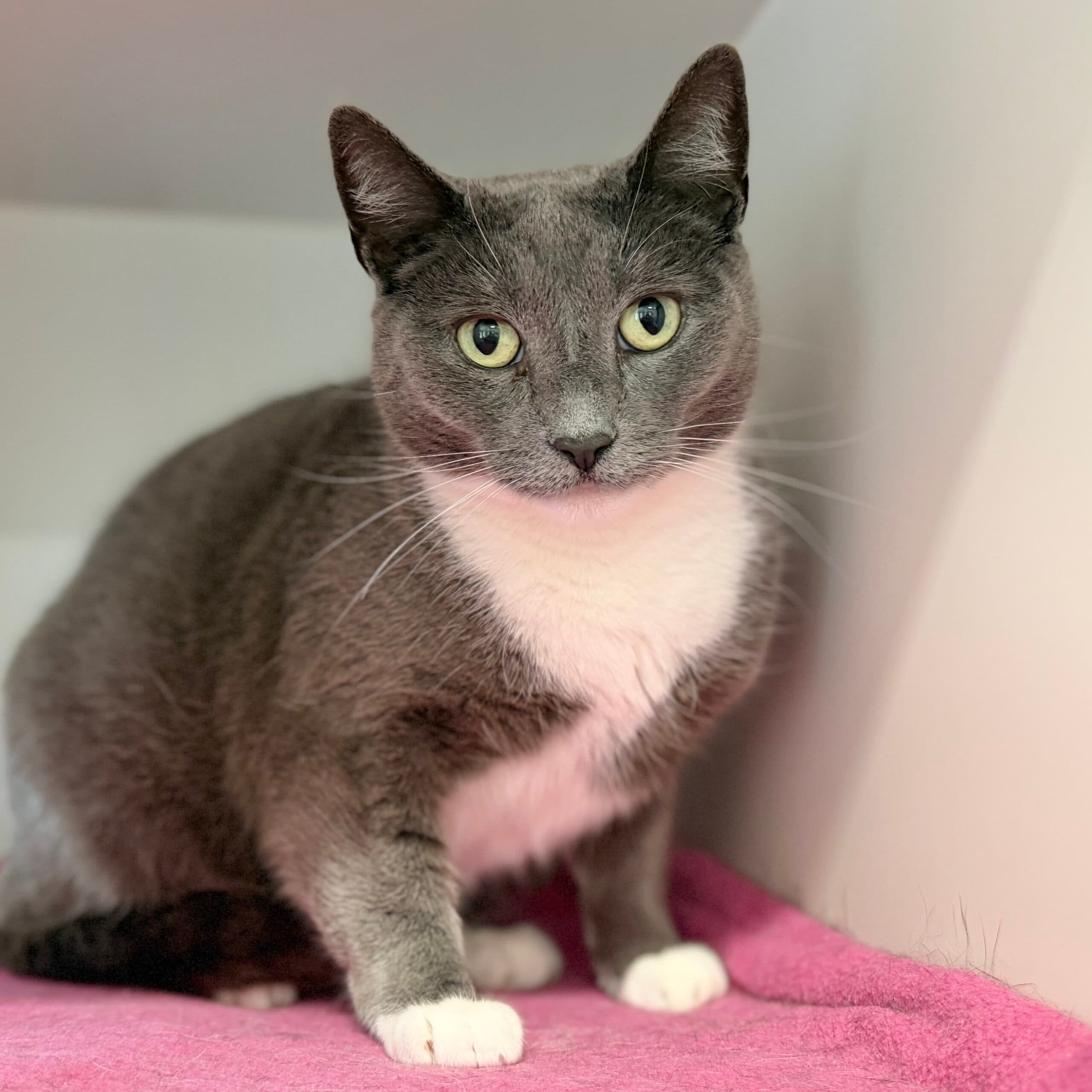 Izzie - Domestic Shorthair cat available for adoption at Lort Smith in Melbourne