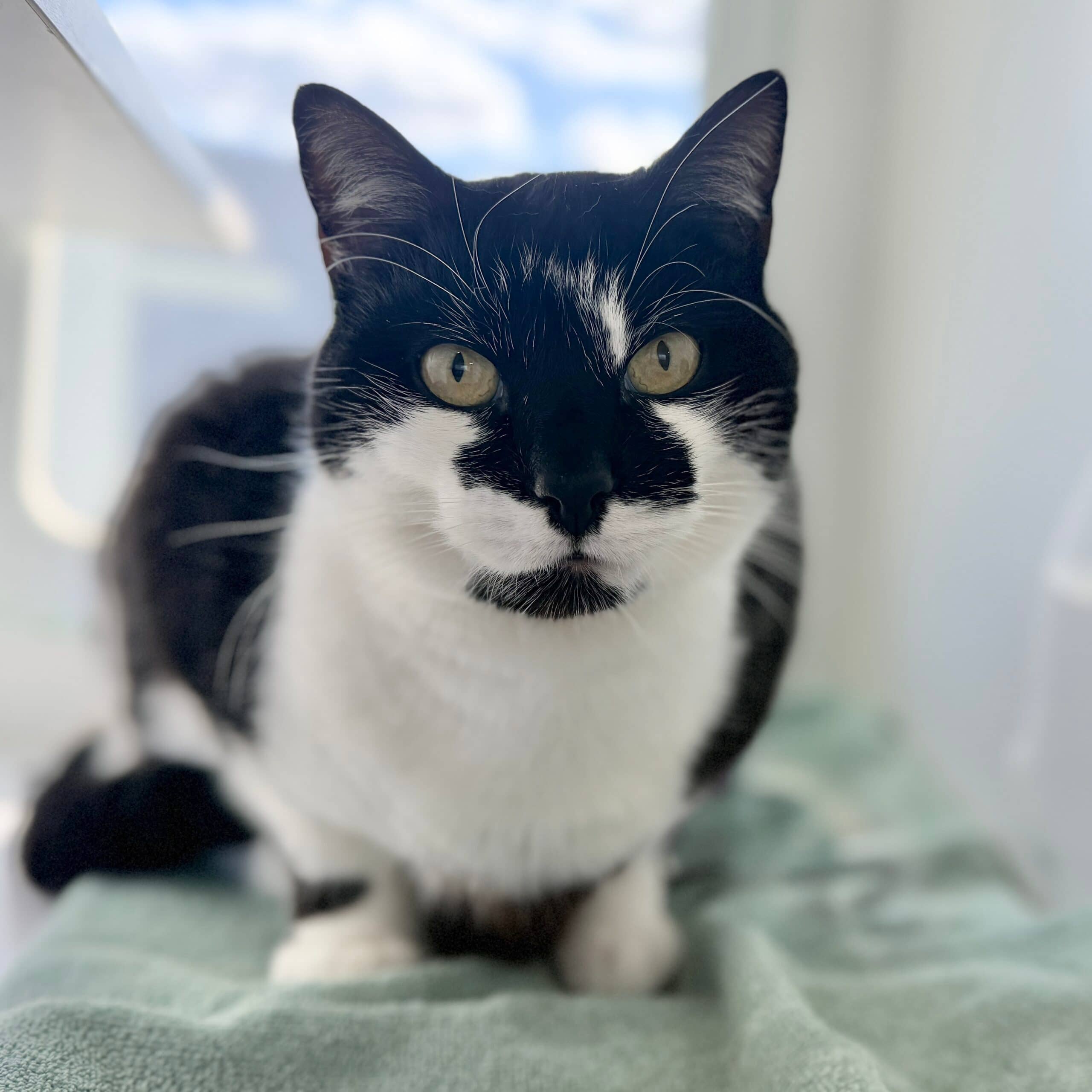 Joey - Domestic Shorthair cat available for adoption at Lort Smith in Melbourne