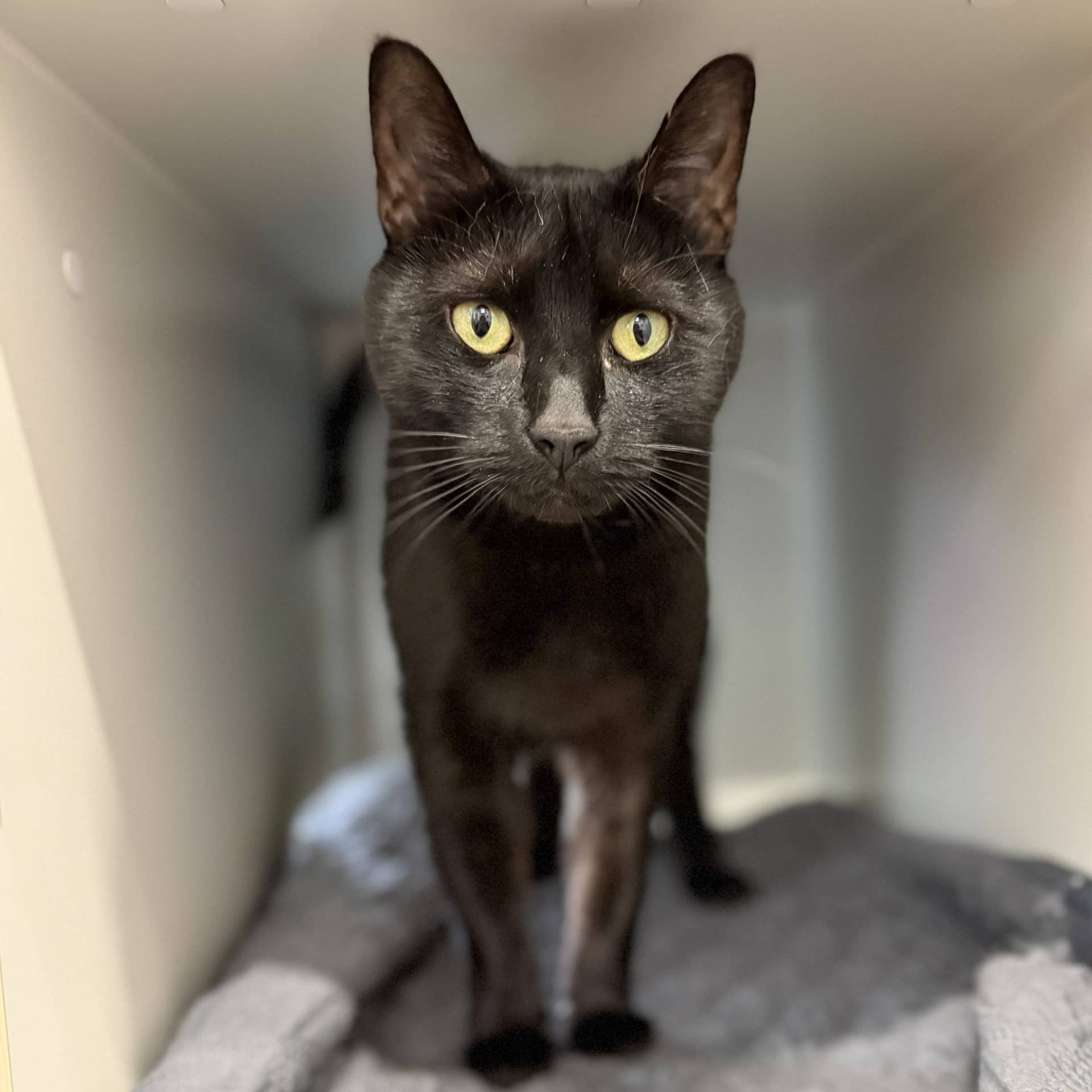 Kara - Domestic Shorthair cat available for adoption at Lort Smith in Melbourne