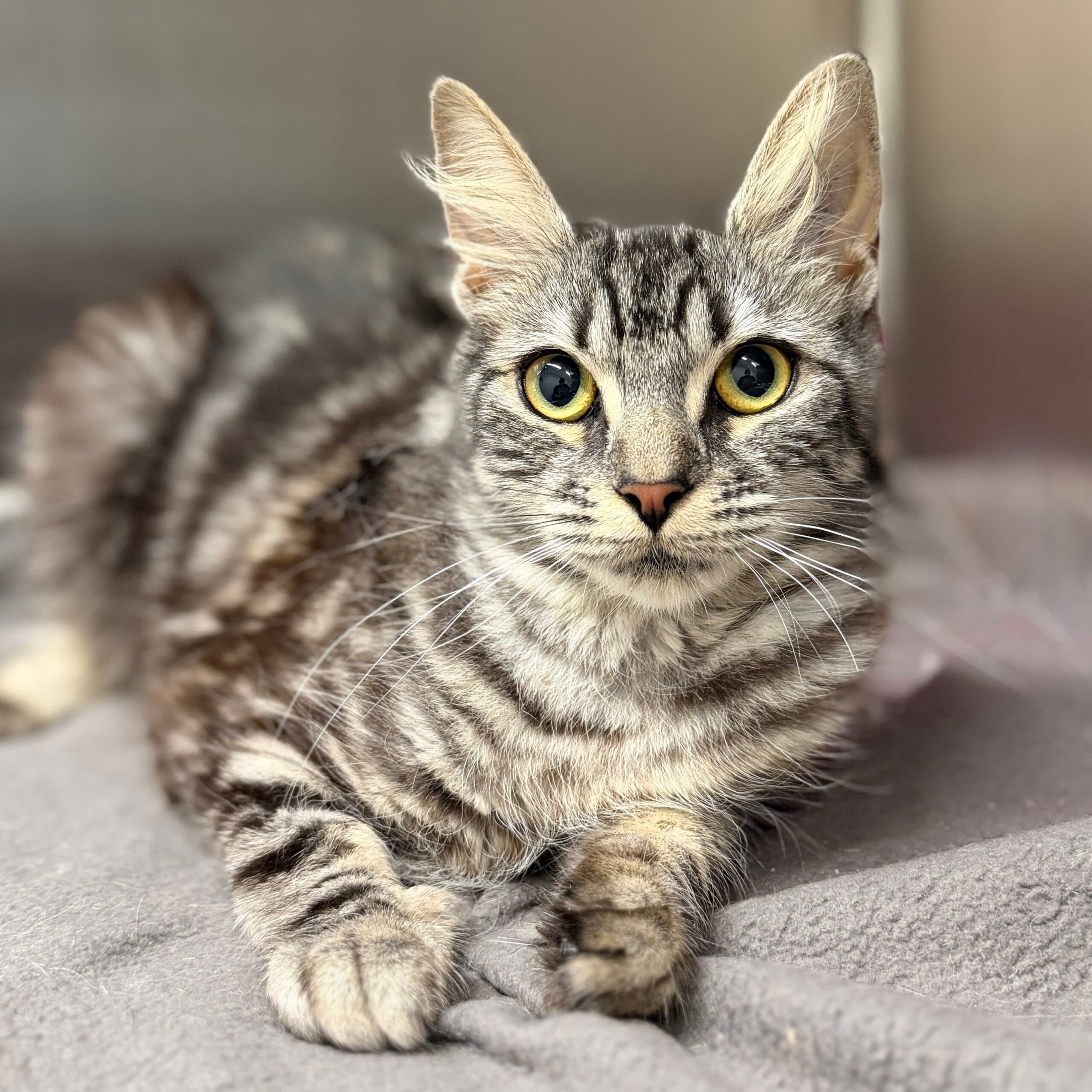Lady - Domestic Shorthair cat available for adoption at Lort Smith in Melbourne