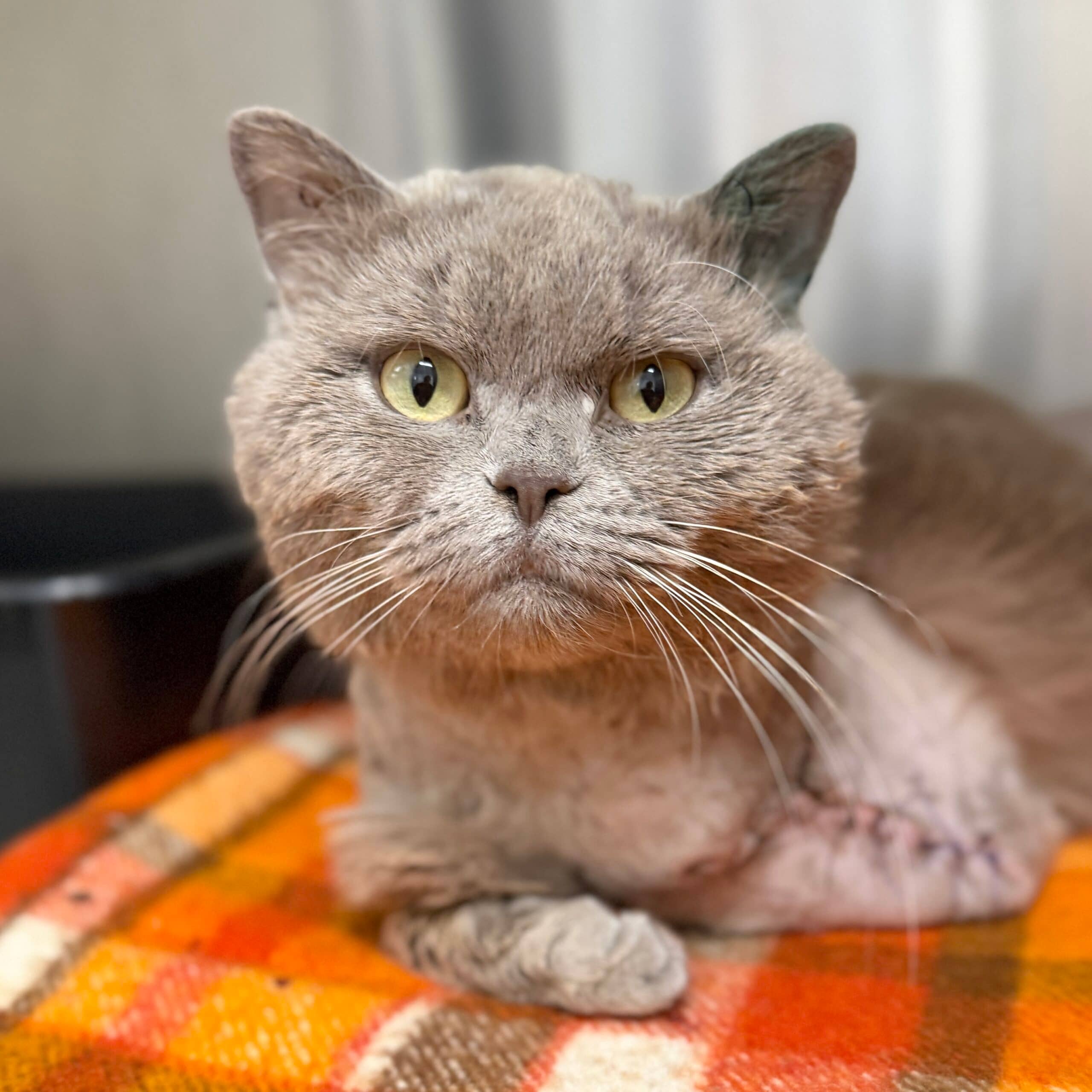 Leo - Domestic Shorthair cat available for adoption at Lort Smith in Melbourne