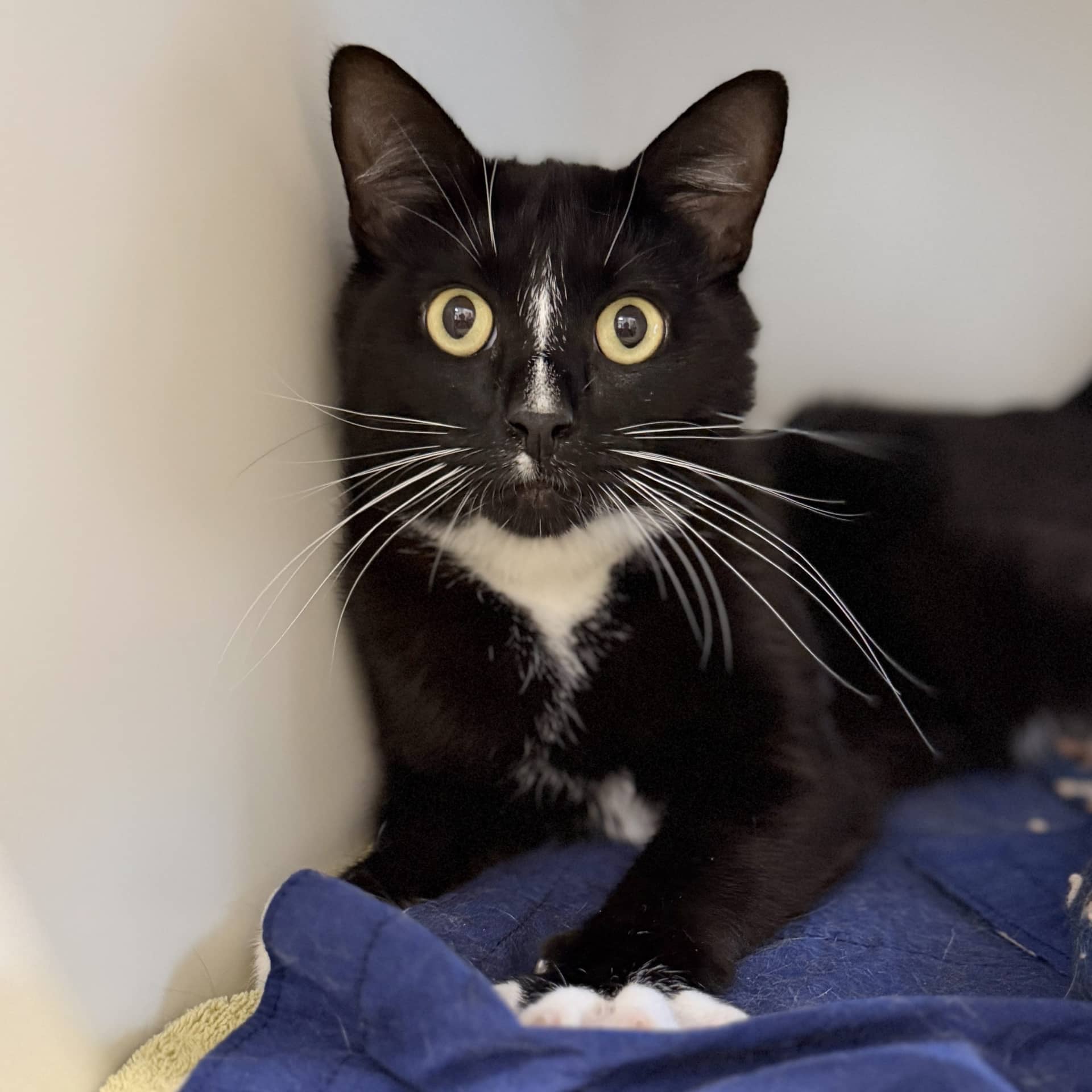 Luka - Domestic Shorthair cat available for adoption at Lort Smith in Melbourne
