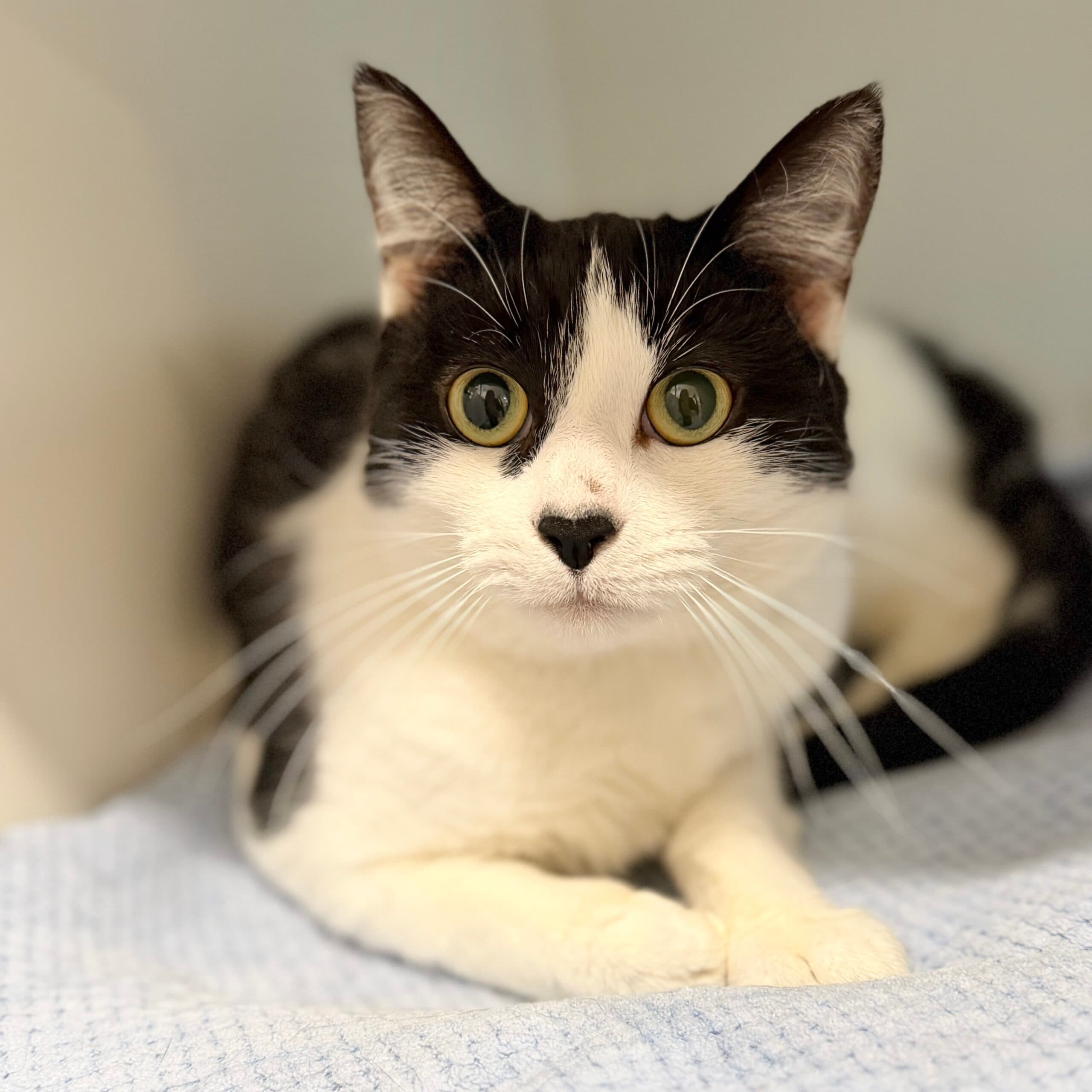 Makenna - Domestic Shorthair cat available for adoption at Lort Smith in Melbourne