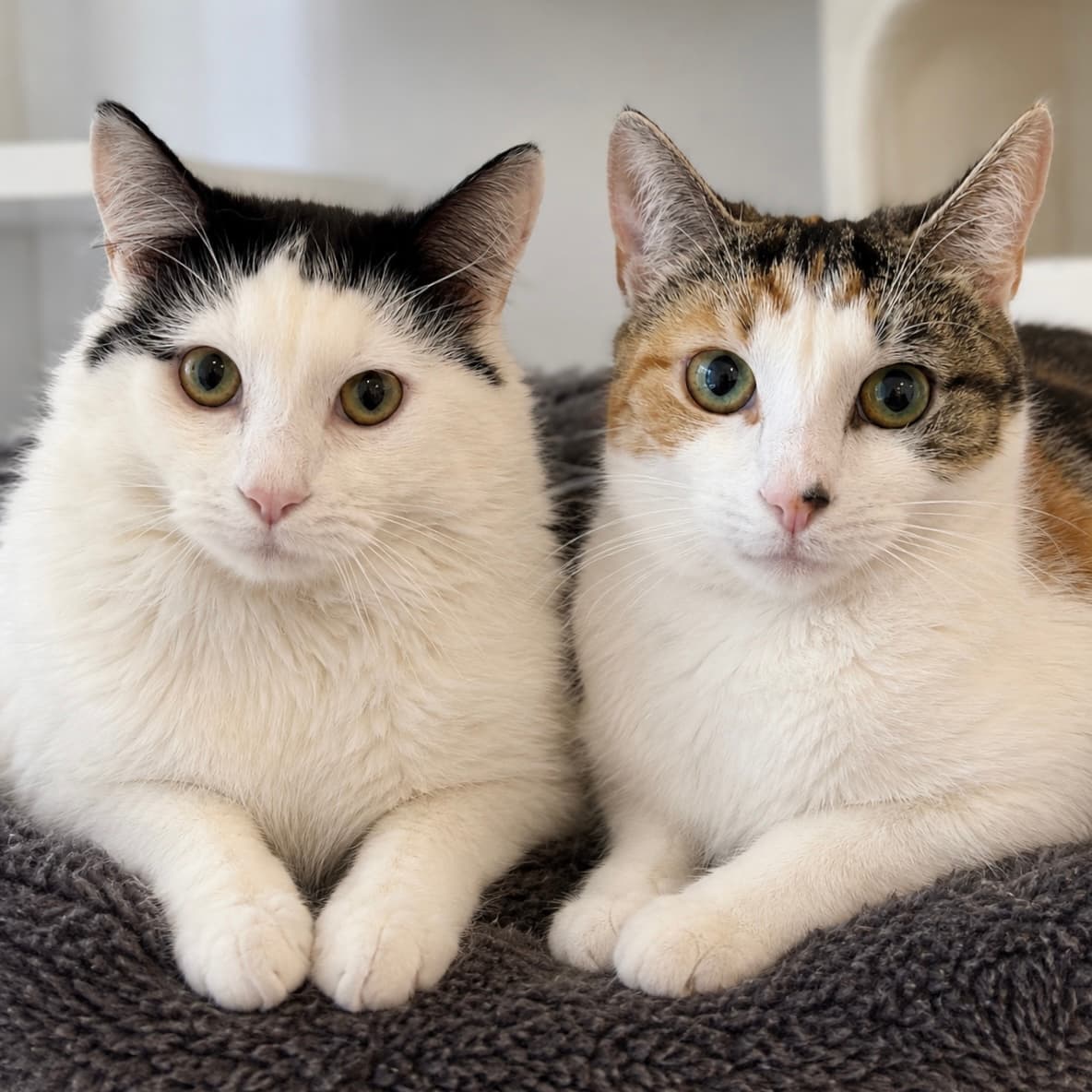 Dim Sim & Milkyway - Domestic Shorthair cat available for adoption at Lort Smith in Melbourne