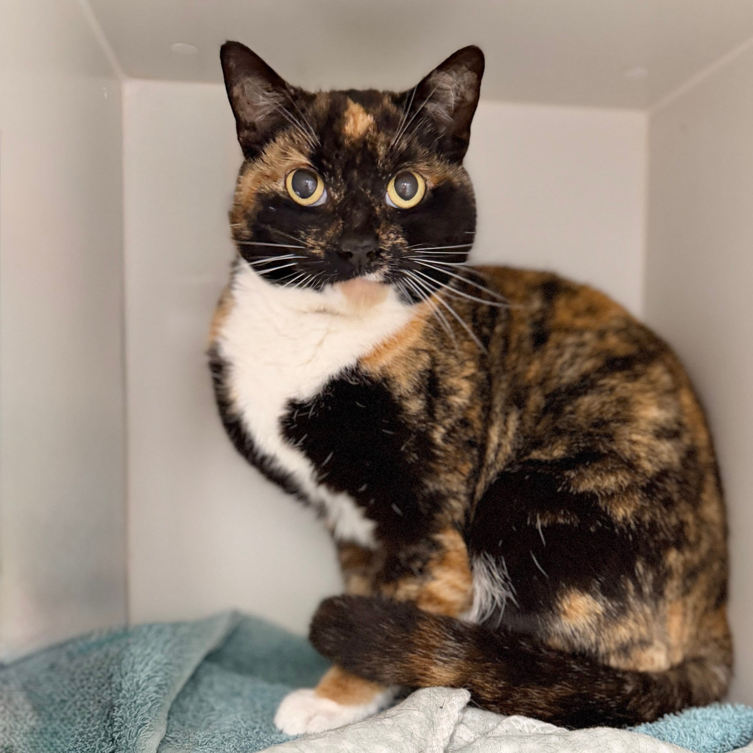 Missy - Domestic Shorthair cat available for adoption at Lort Smith in Melbourne