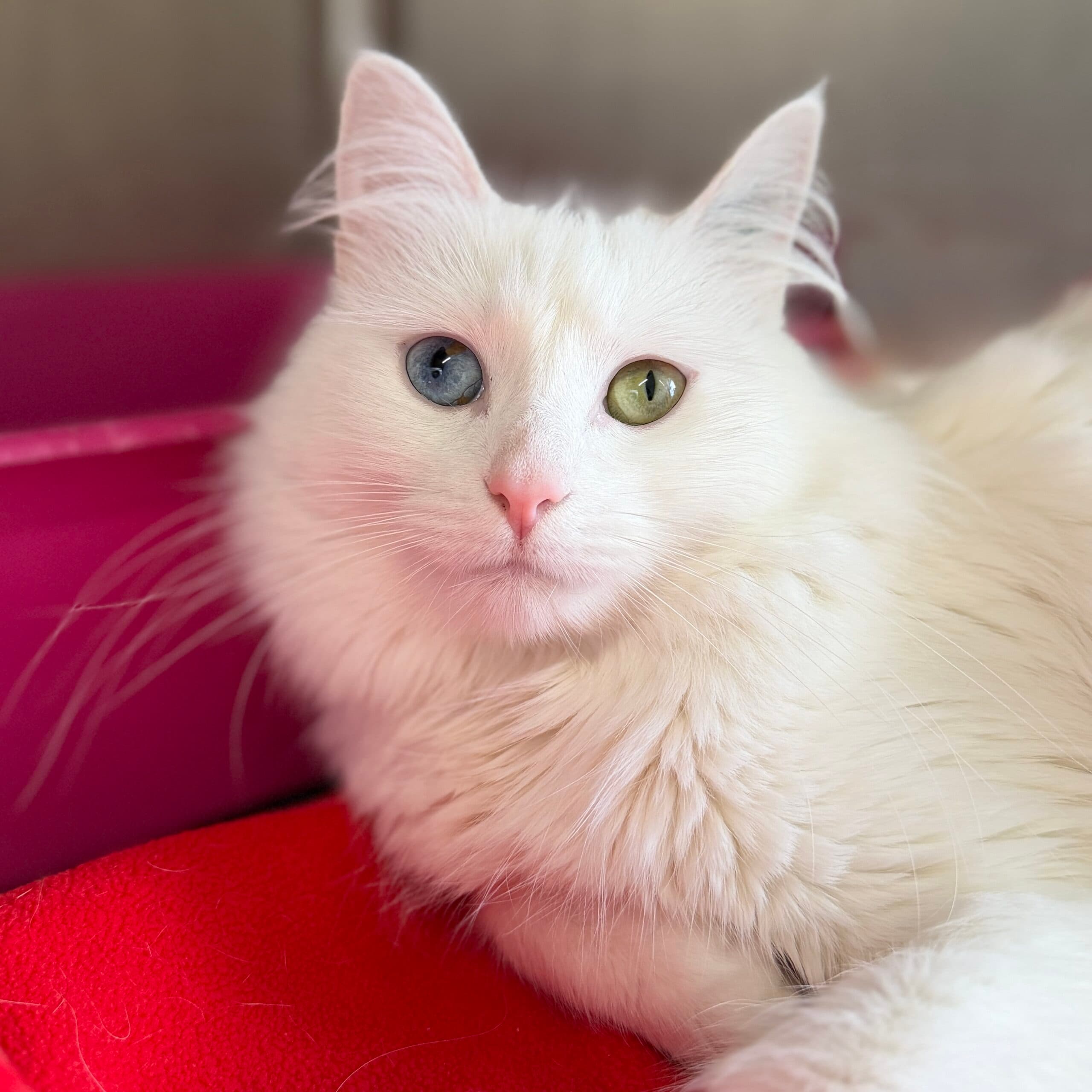 Mochi - Domestic Shorthair cat available for adoption at Lort Smith in Melbourne