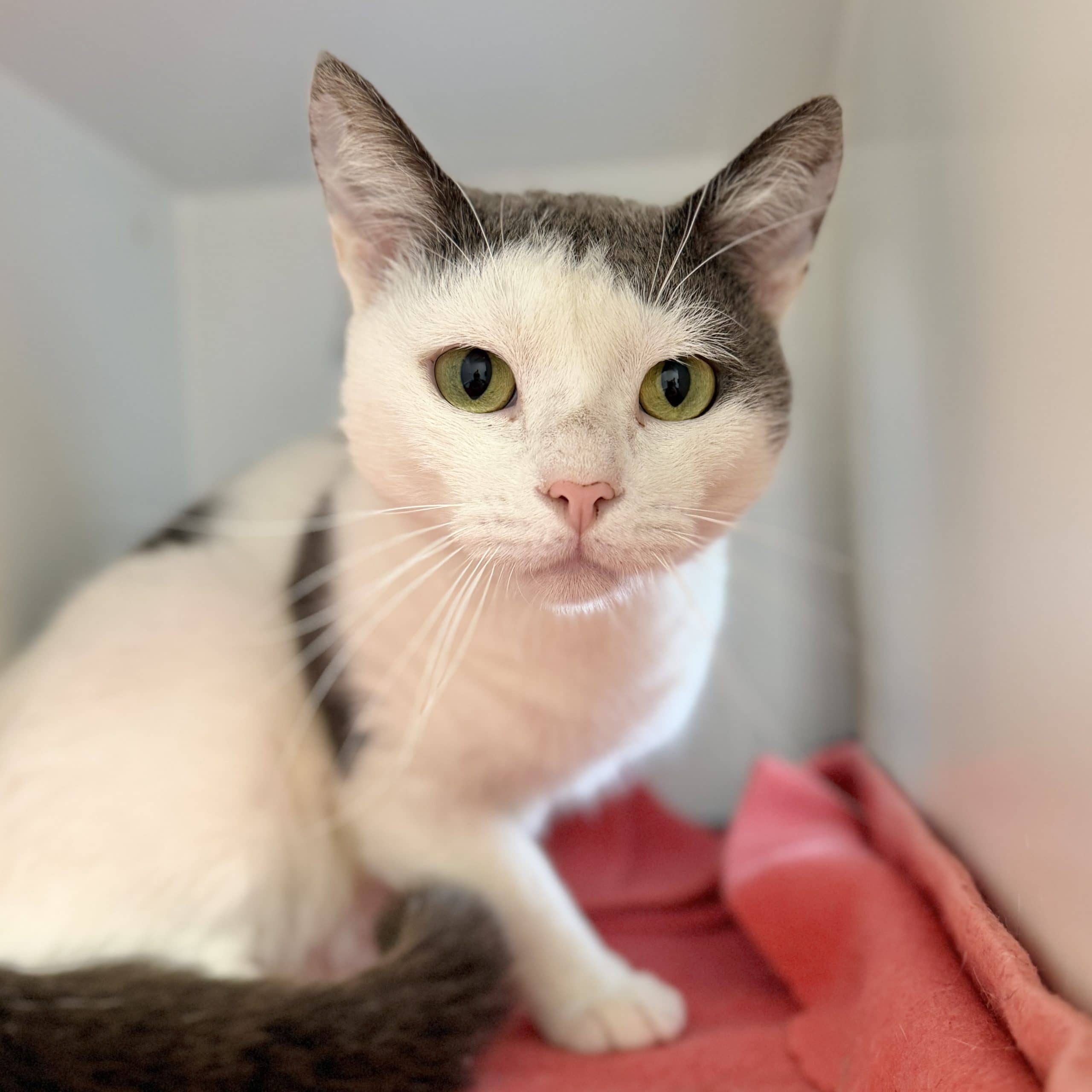 Monkey - Domestic Shorthair cat available for adoption at Lort Smith in Melbourne