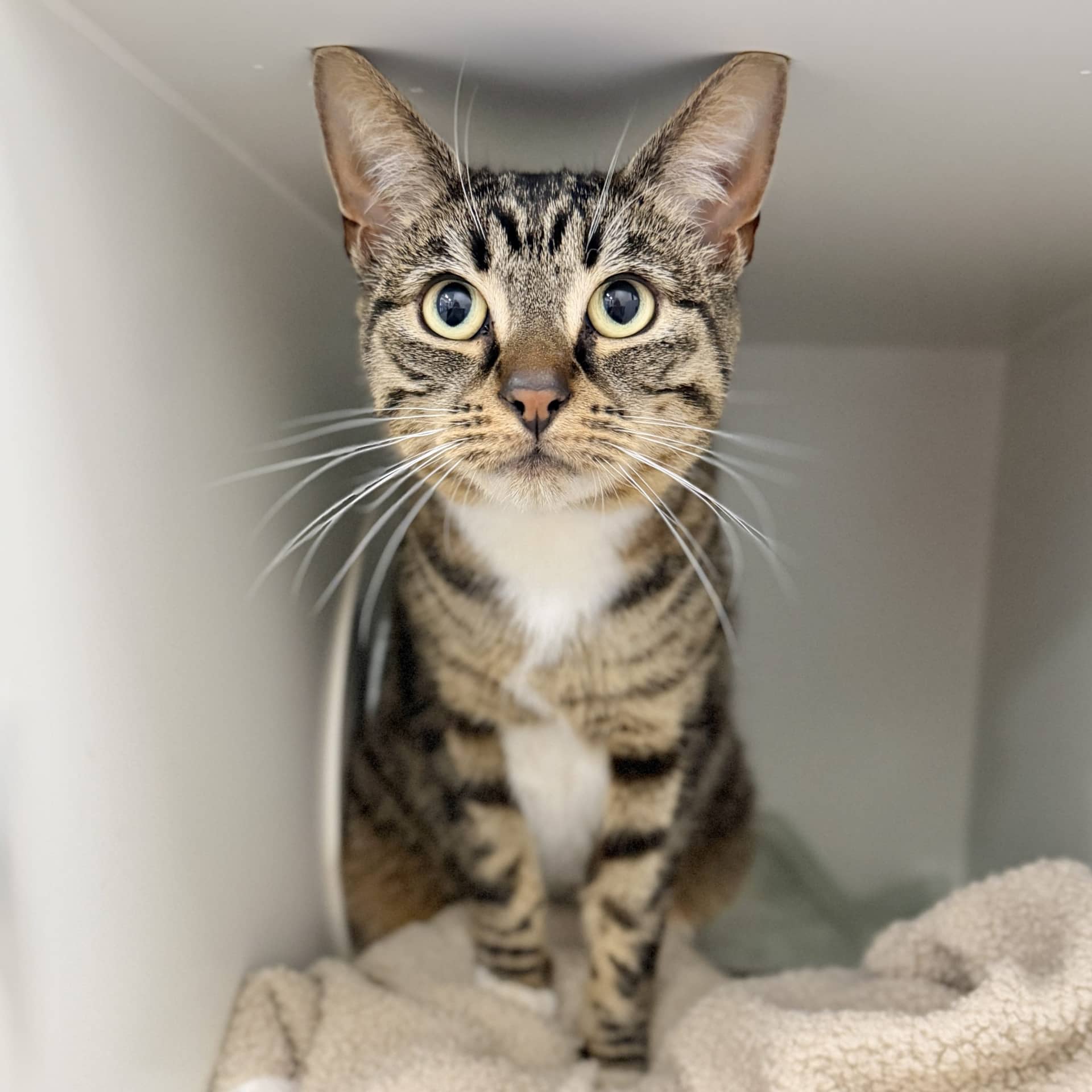 Nancy - Domestic Shorthair cat available for adoption at Lort Smith in Melbourne