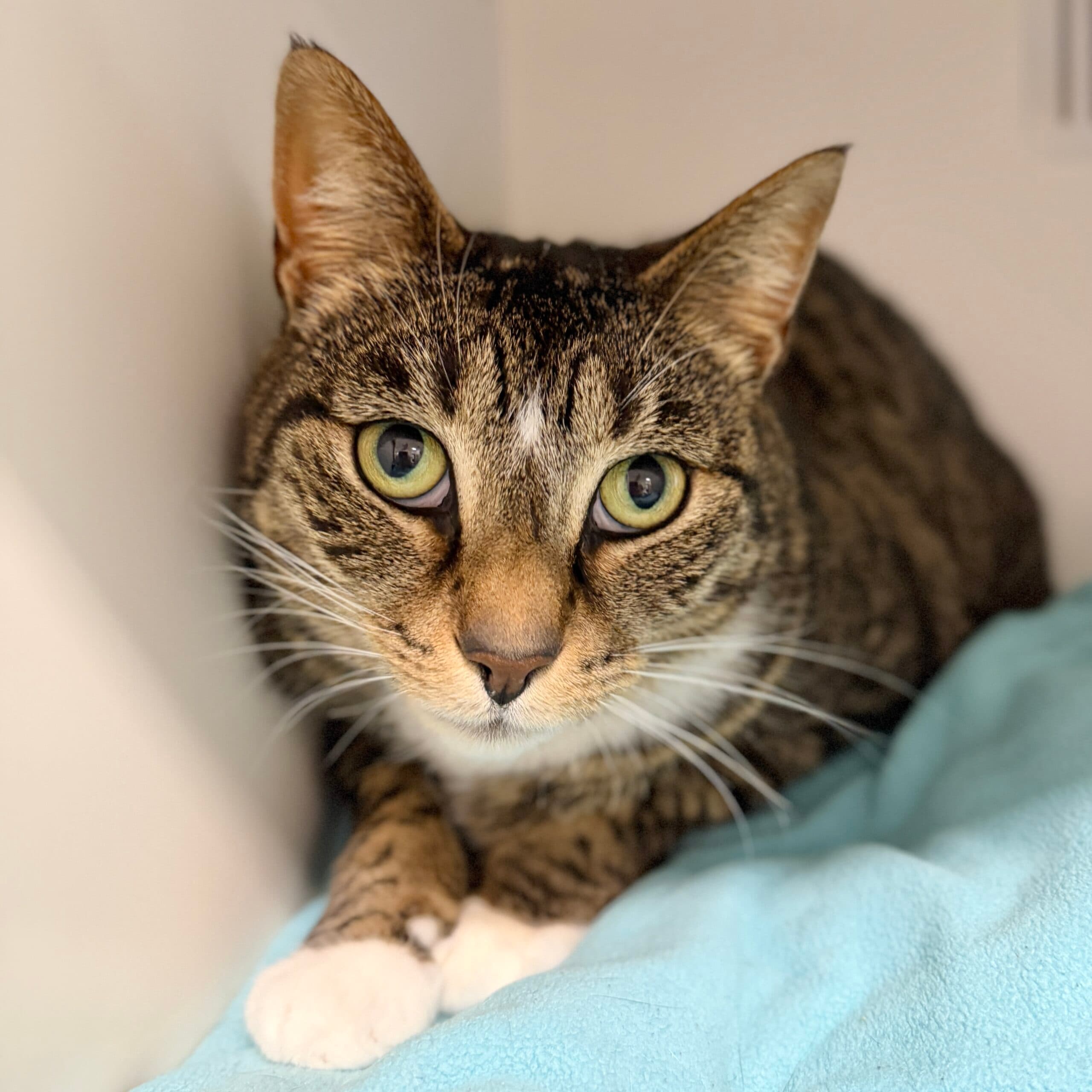Poppy - Domestic Shorthair cat available for adoption at Lort Smith in Melbourne