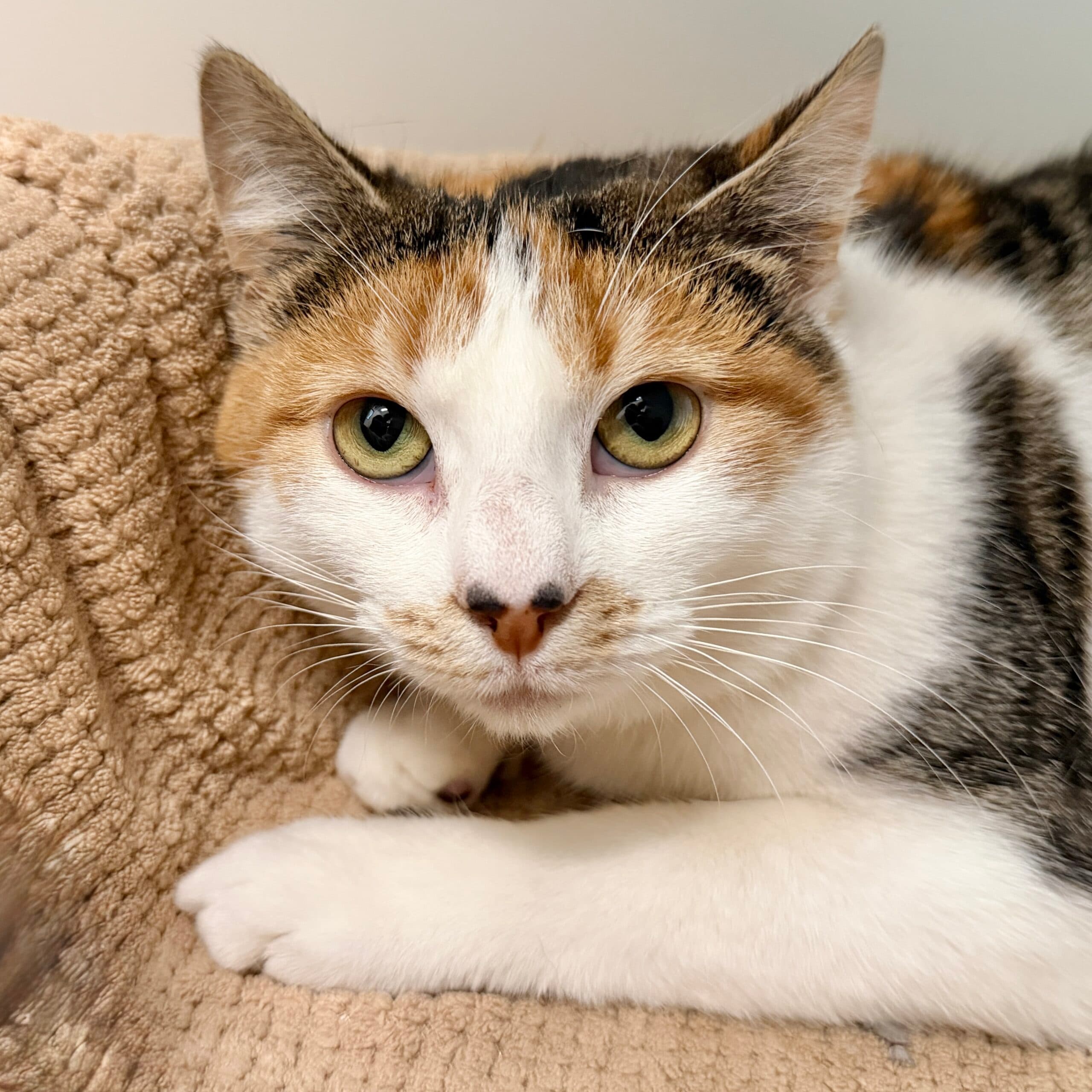 Sailor Moon - Domestic Shorthair cat available for adoption at Lort Smith in Melbourne