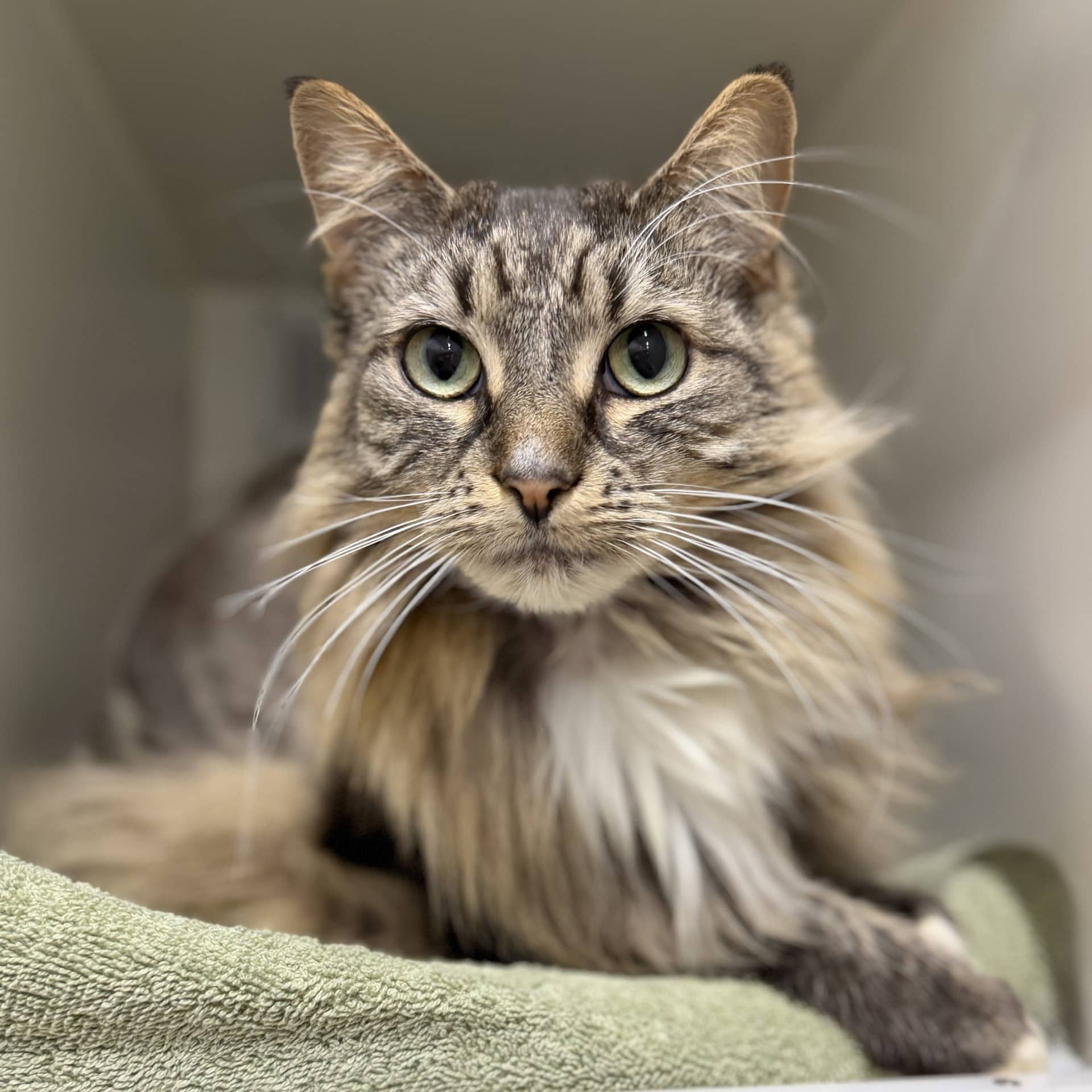 Sally - Domestic Shorthair cat available for adoption at Lort Smith in Melbourne