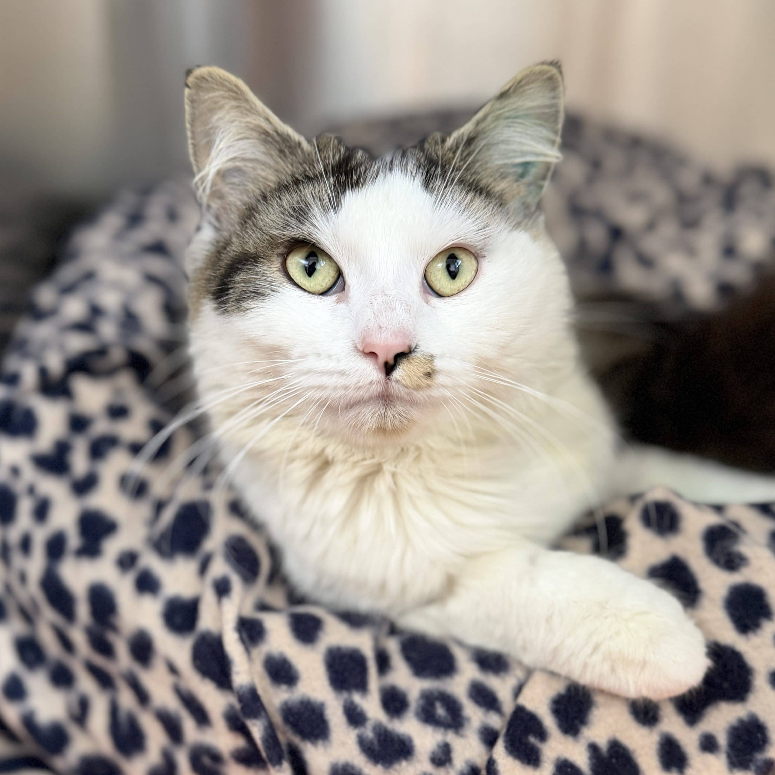 Spike - Domestic Shorthair cat available for adoption at Lort Smith in Melbourne