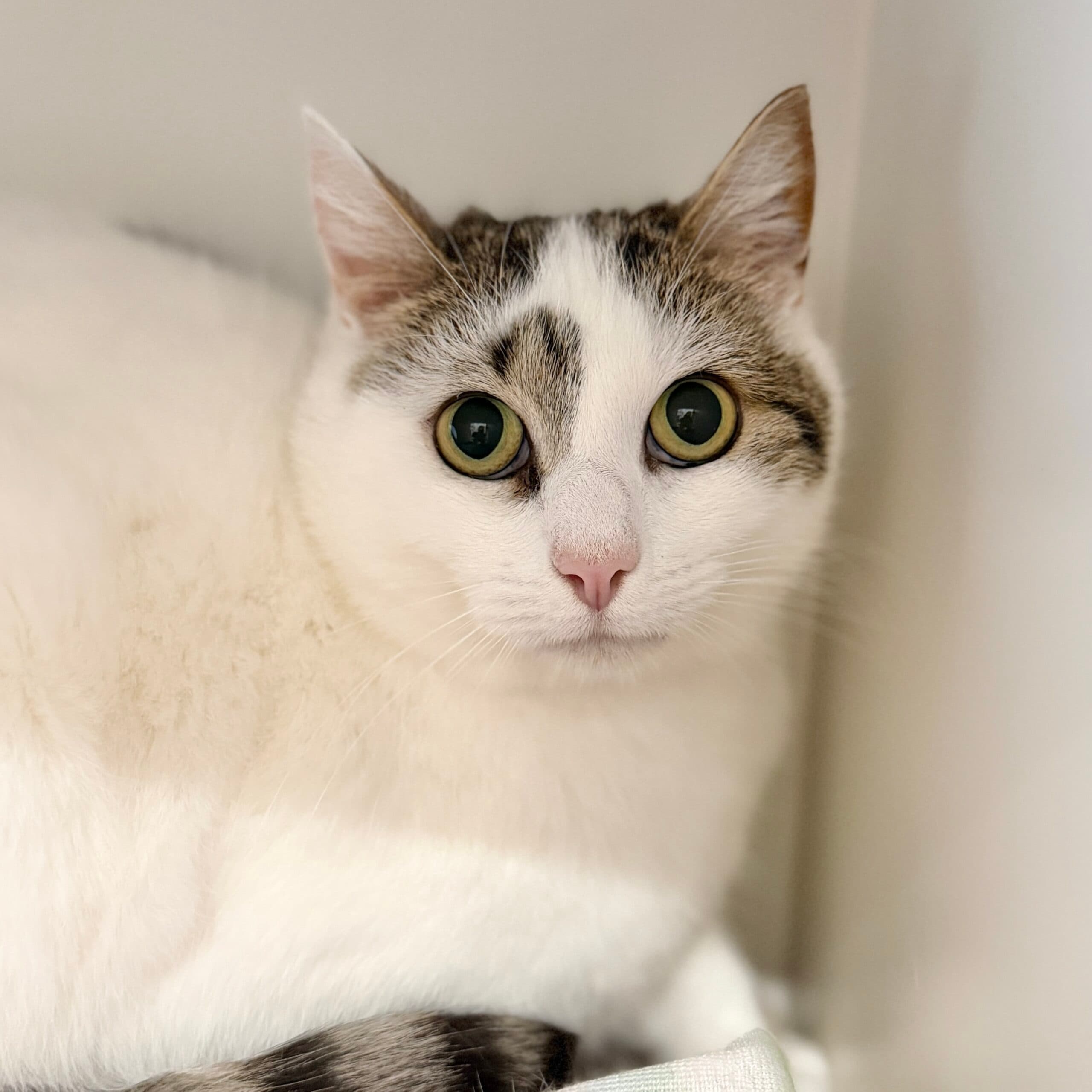 Toby - Domestic Shorthair cat available for adoption at Lort Smith in Melbourne