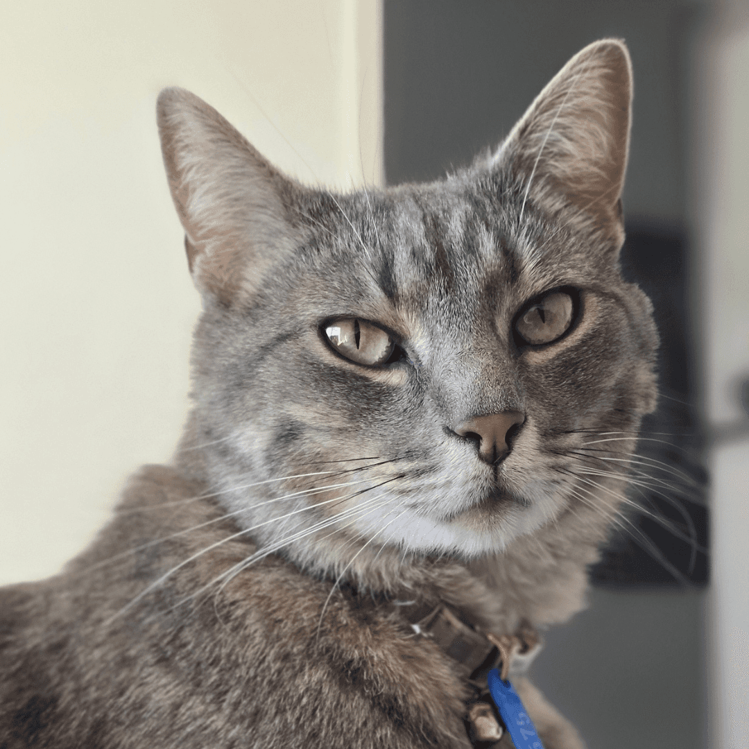 Roxy - Domestic Shorthair cat available for adoption at Lort Smith in Melbourne