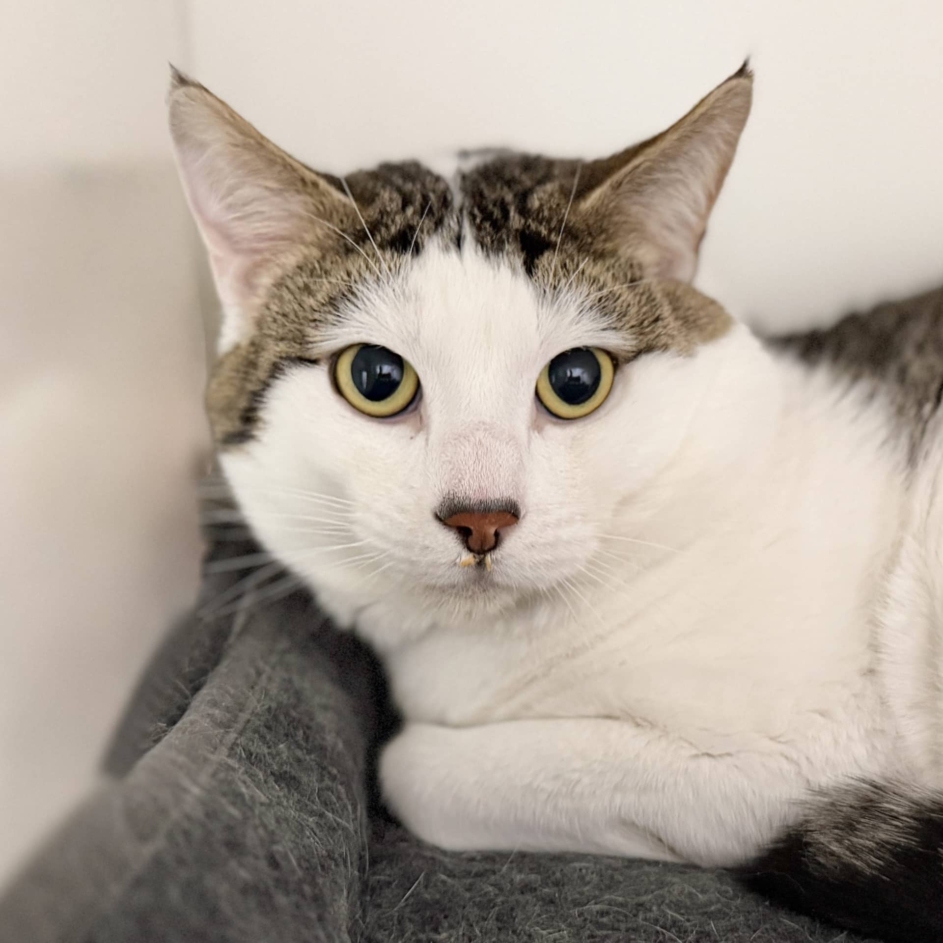 Wooly - Domestic Shorthair cat available for adoption at Lort Smith in Melbourne
