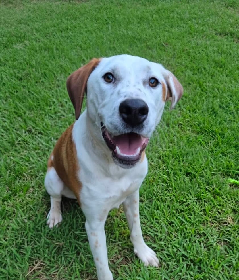 Gilly - Australian Cattle Dog Cross available for adoption in Brisbane