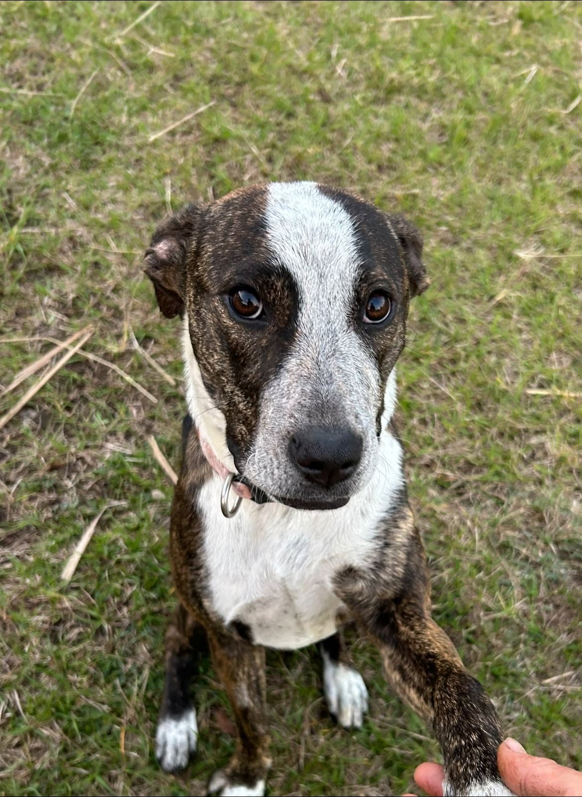 Almond - Staffordshire Bull Terrier x Australian Cattle Dog available for adoption in Brisbane