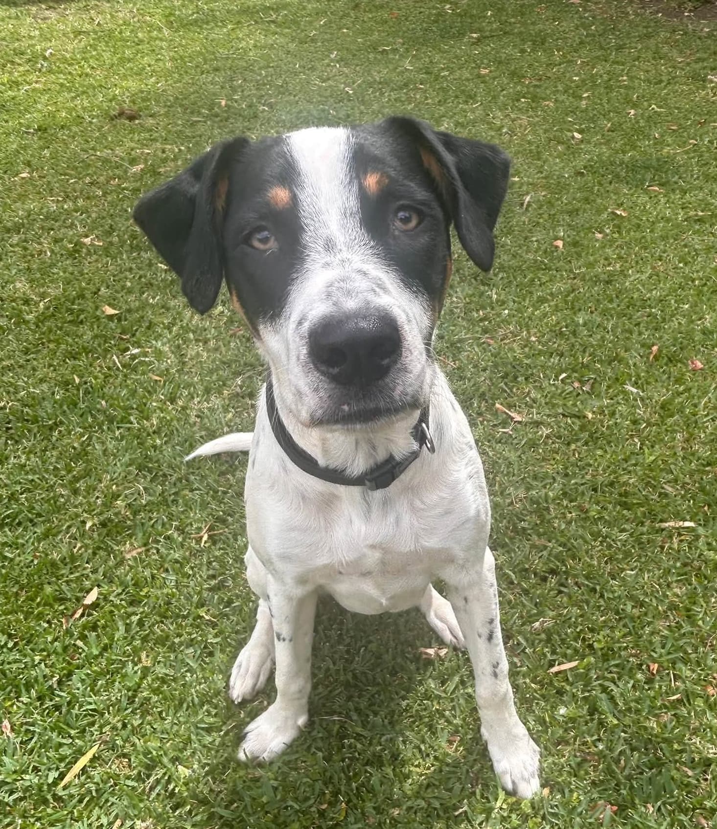 Katsu - Australian Cattle Dog Cross available for adoption in Brisbane