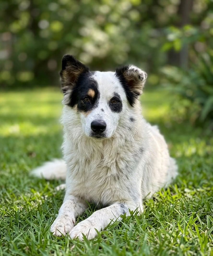 Chip - Border Collie x Maremma Sheepdog available for adoption in Brisbane