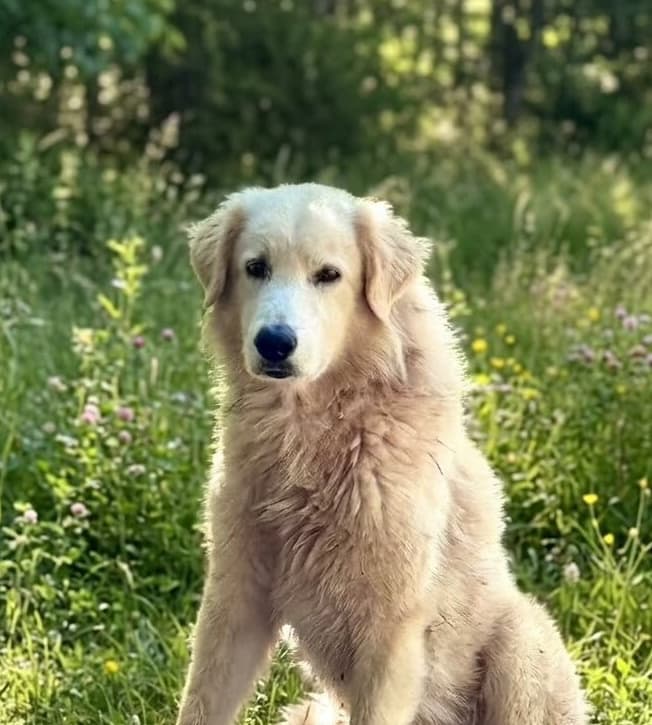 Caesar - Border Collie available for adoption in Brisbane
