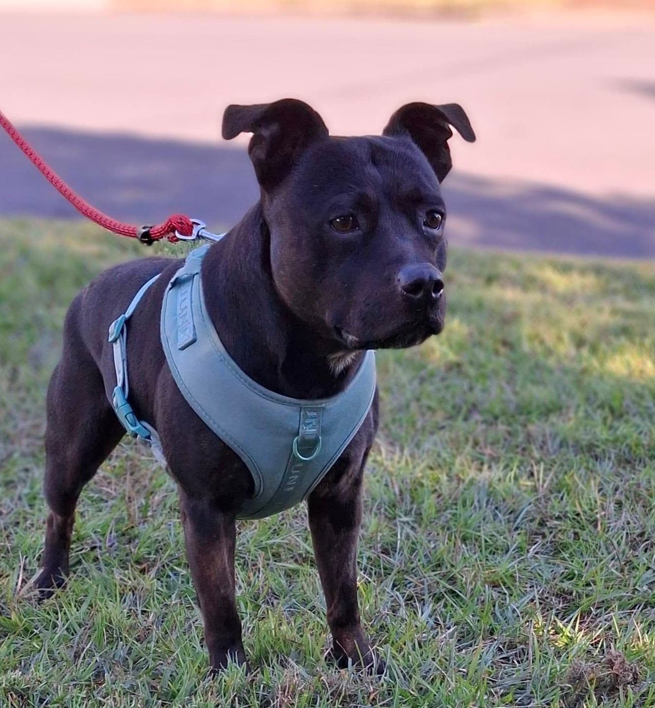 Zeke - Staffordshire Bull Terrier available for adoption in Brisbane