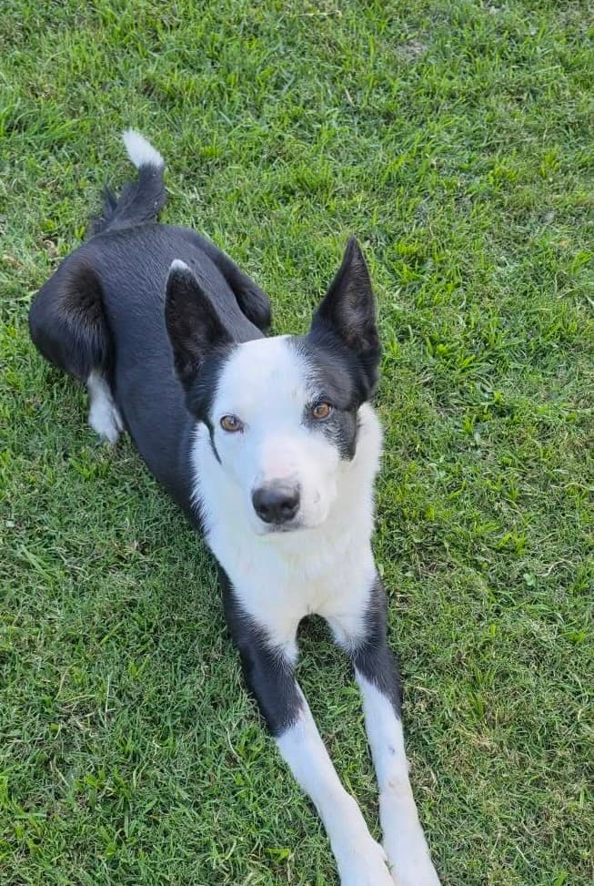 Tobi - Border Collie Cross available for adoption in Brisbane