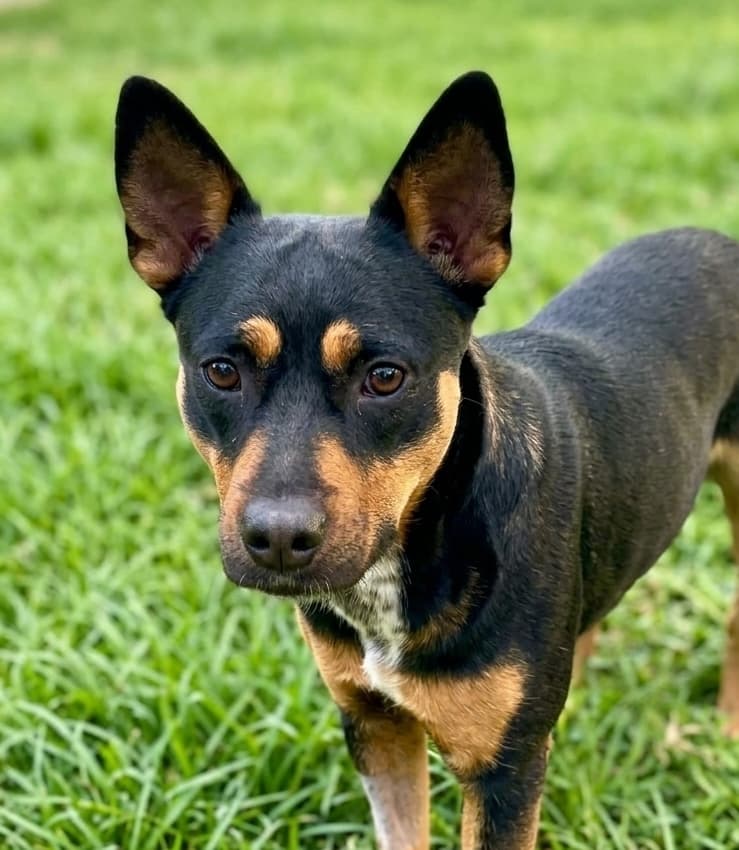 Winnie - Australian Kelpie Cross available for adoption in Brisbane