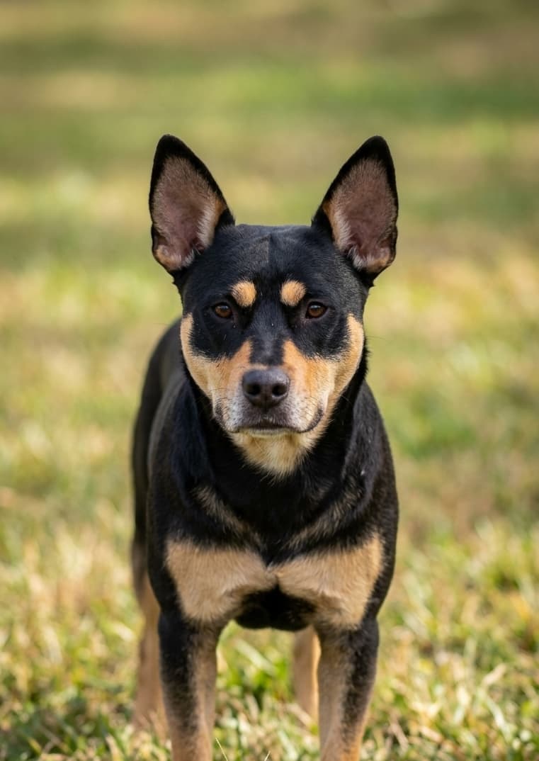 Tilly - Australian Kelpie Cross available for adoption in Brisbane