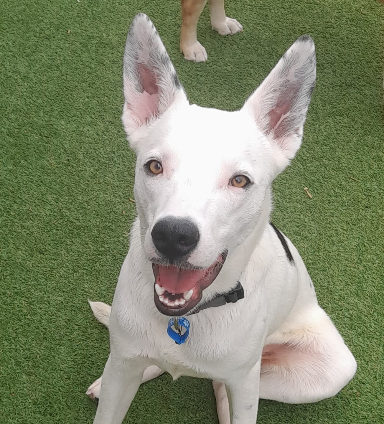 Theo - Border Collie x Staffordshire Bull Terrier available for adoption in Brisbane