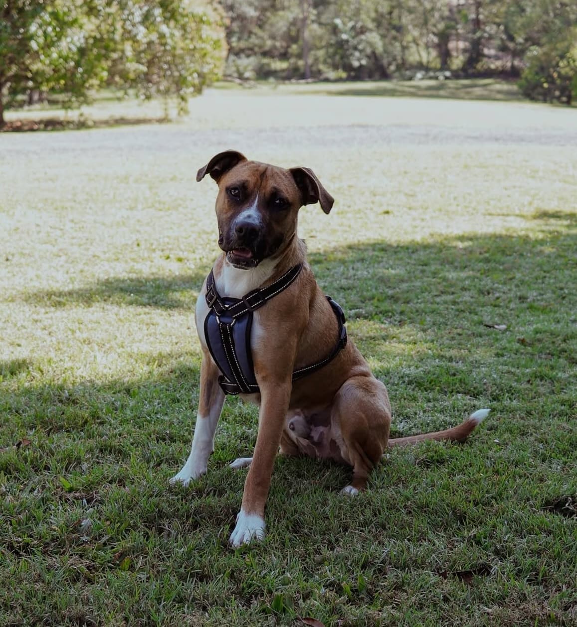 Broli - Staffordshire Bull Terrier Cross available for adoption in Brisbane