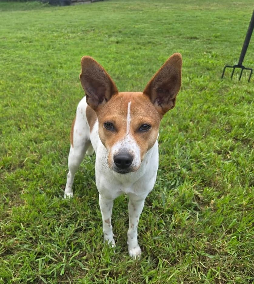 Eden - Jack Russell Terrier Cross available for adoption in Brisbane