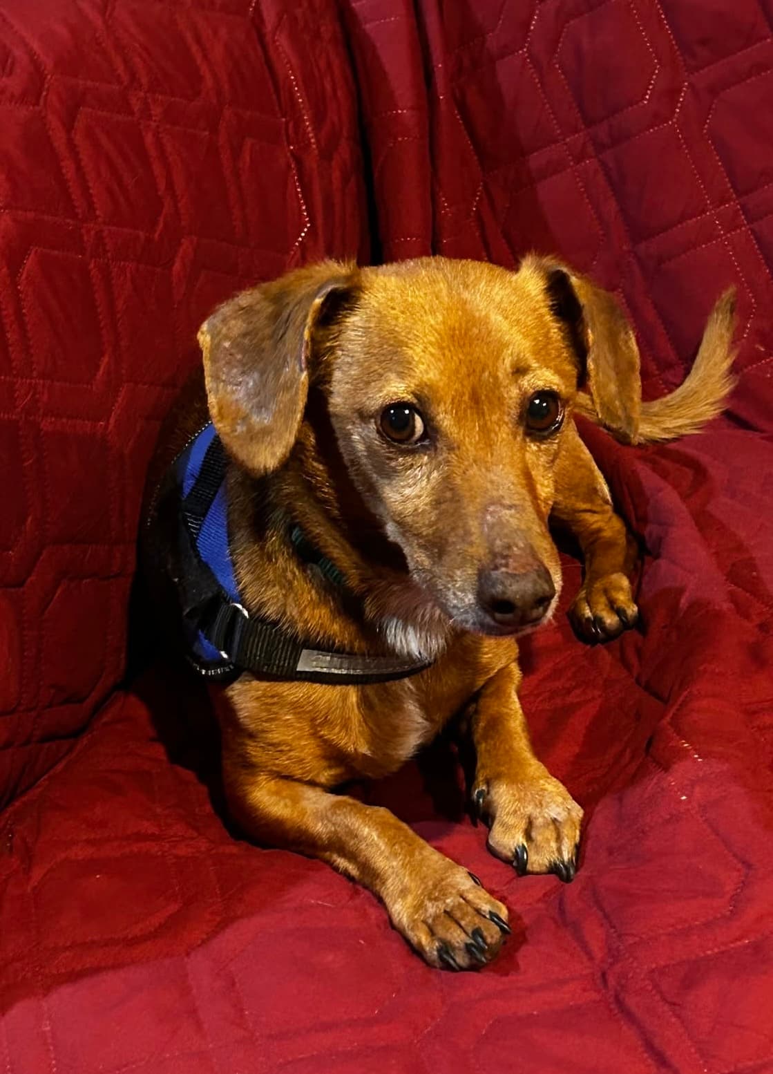 Solo - Miniature Dachshund Cross available for adoption in Brisbane