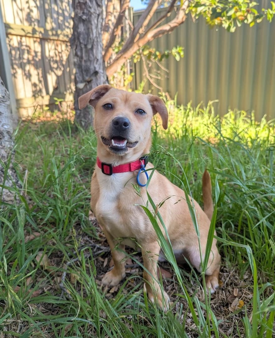 Tito - Jack Russell Terrier Cross available for adoption in Brisbane