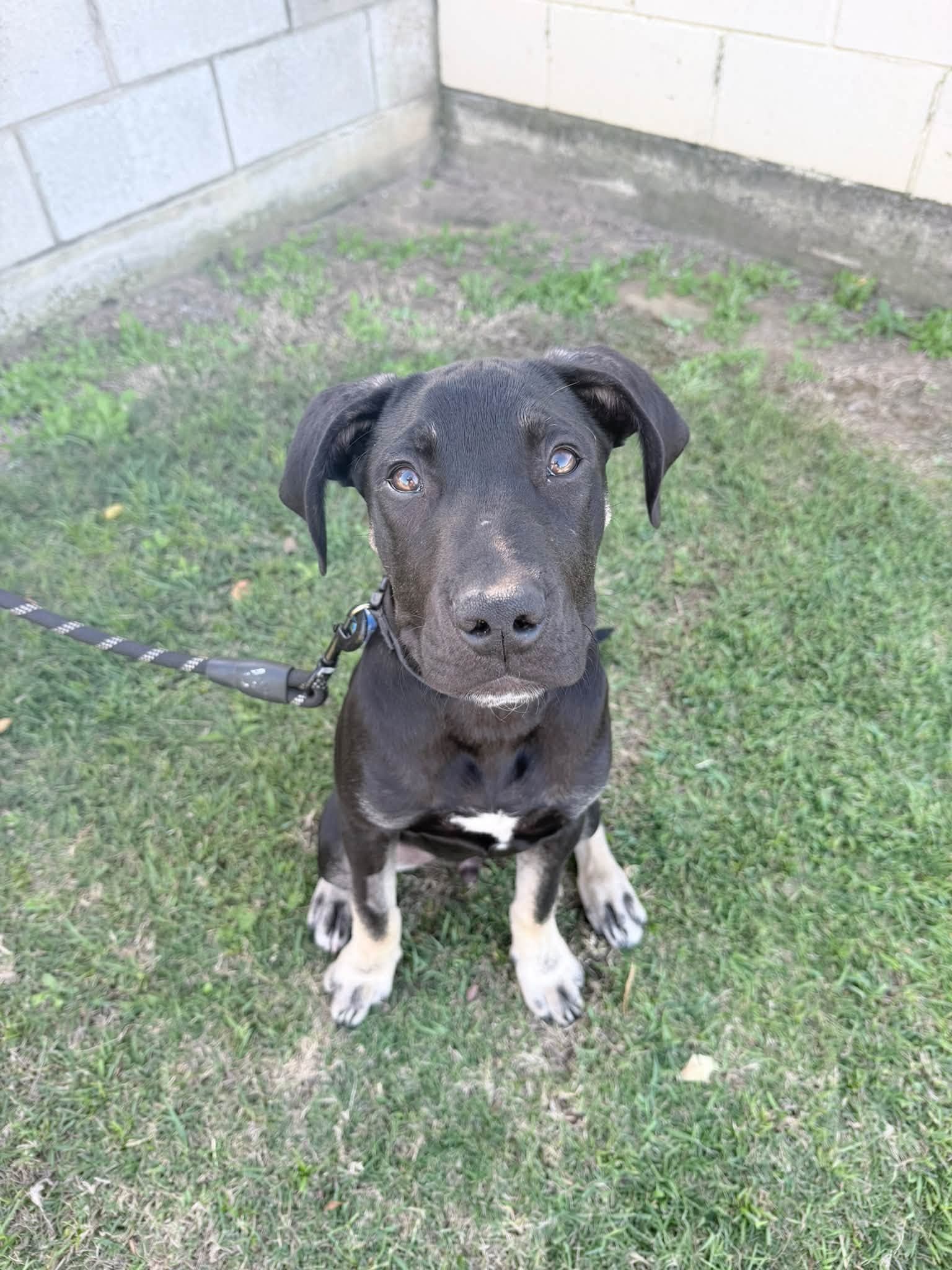 Atlas - Staffordshire Bull Terrier Cross available for adoption in Brisbane