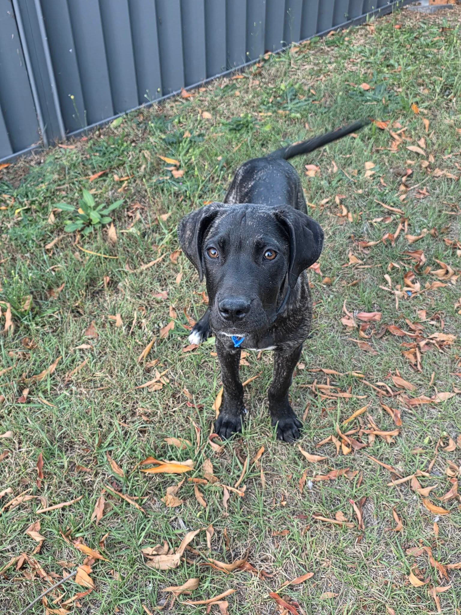 Titan - Staffordshire Bull Terrier Cross available for adoption in Brisbane