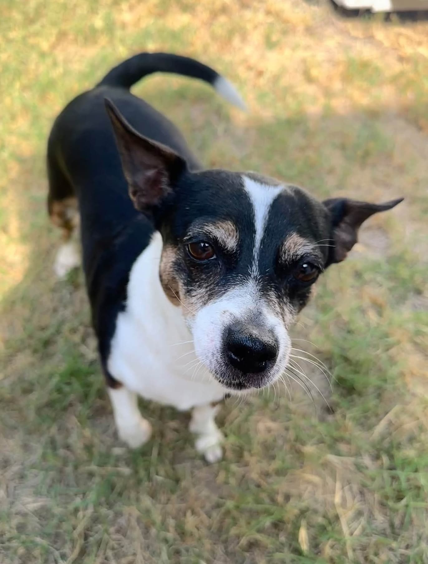 Parsley - Jack Russell Terrier Cross available for adoption in Brisbane