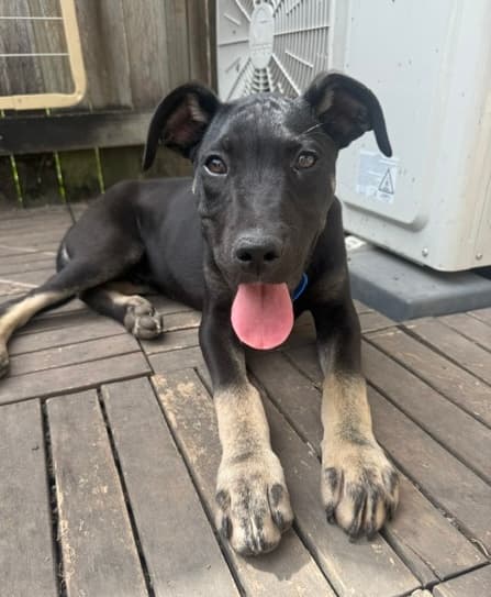 Zeus - Staffordshire Bull Terrier Cross available for adoption in Brisbane