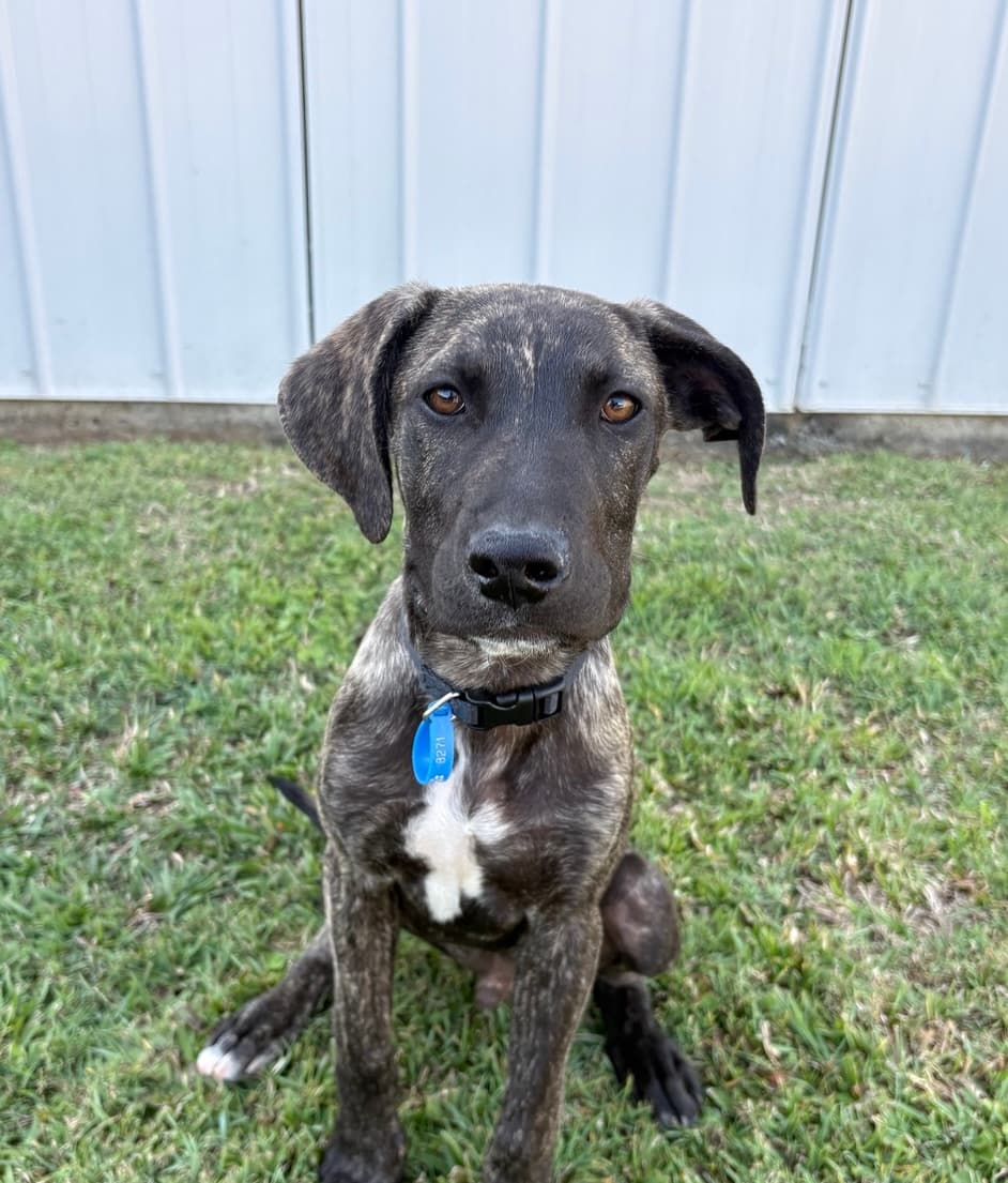 Thor - Staffordshire Bull Terrier Cross available for adoption in Brisbane