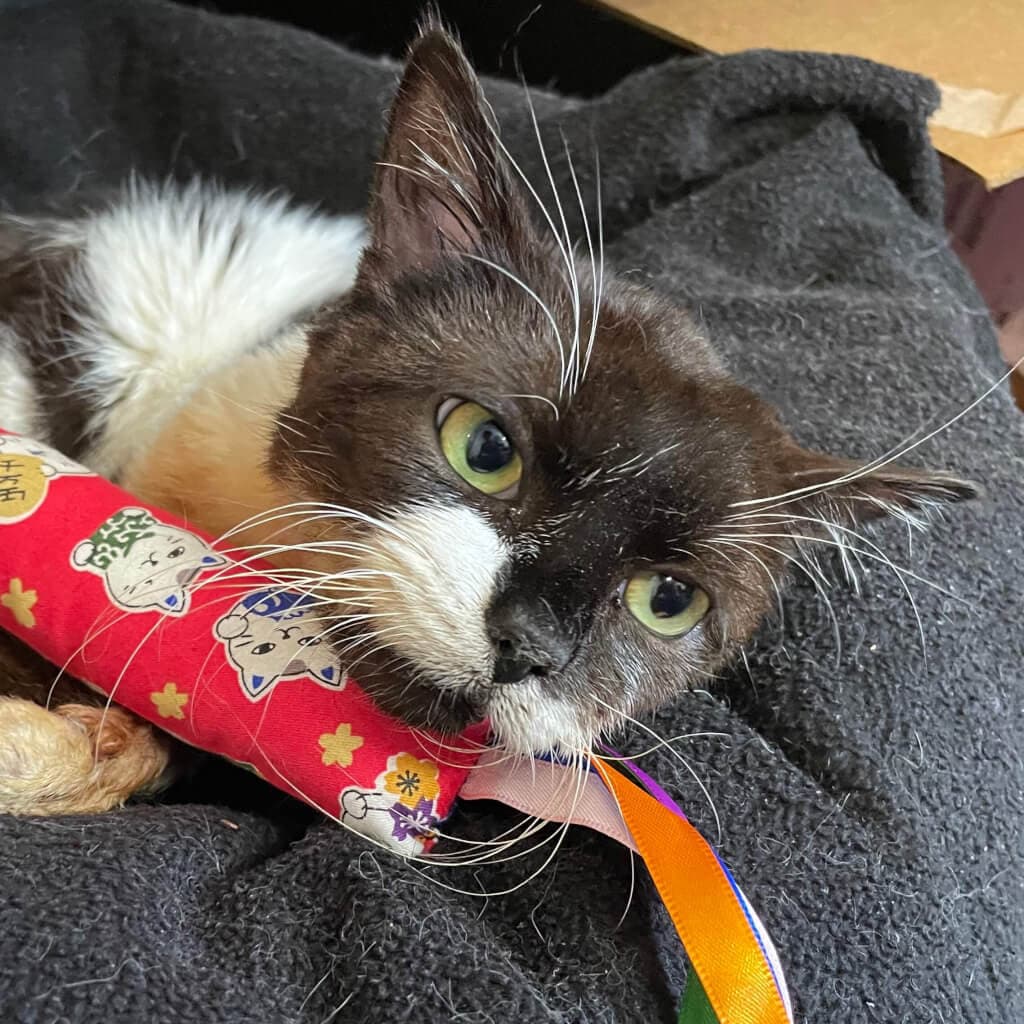 Pippin - Domestic Short Hair cat available for adoption at Neko Ngeru in Wellington