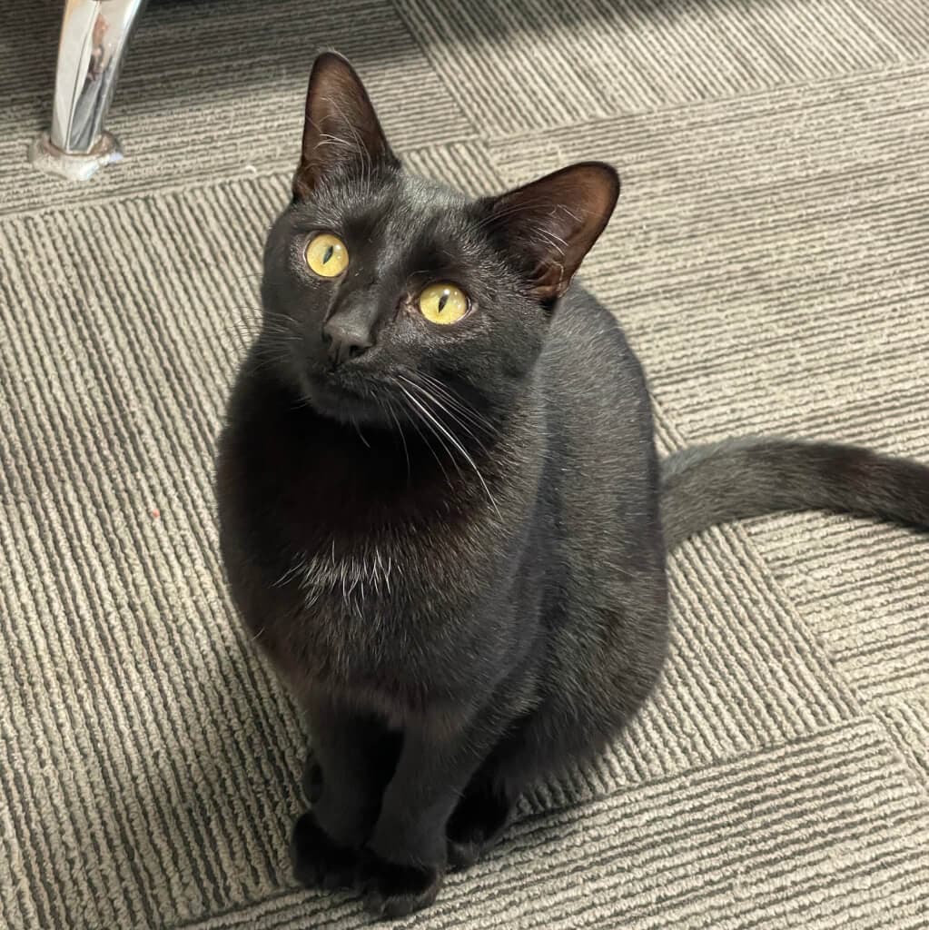 Jack - Domestic Short Hair cat available for adoption in Wellington