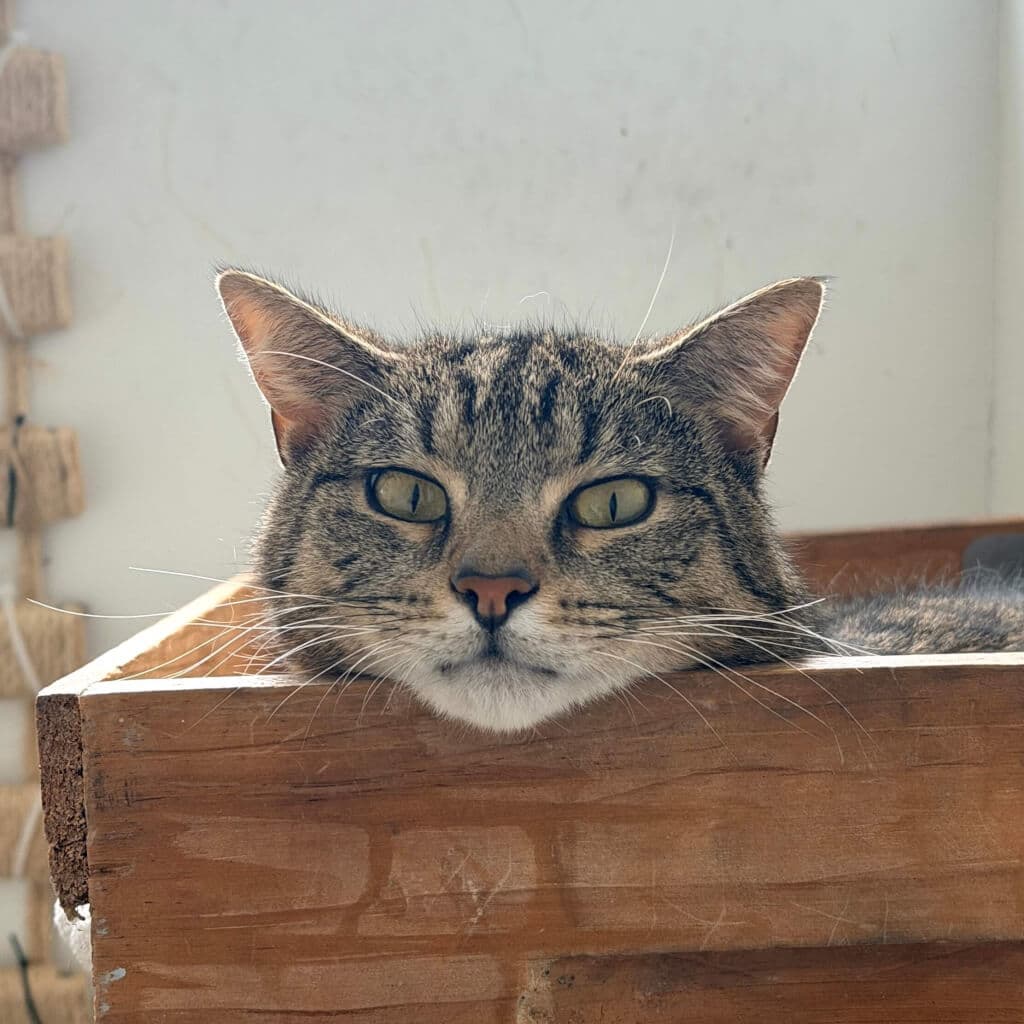 Archie - Domestic Short Hair cat available for adoption in Wellington