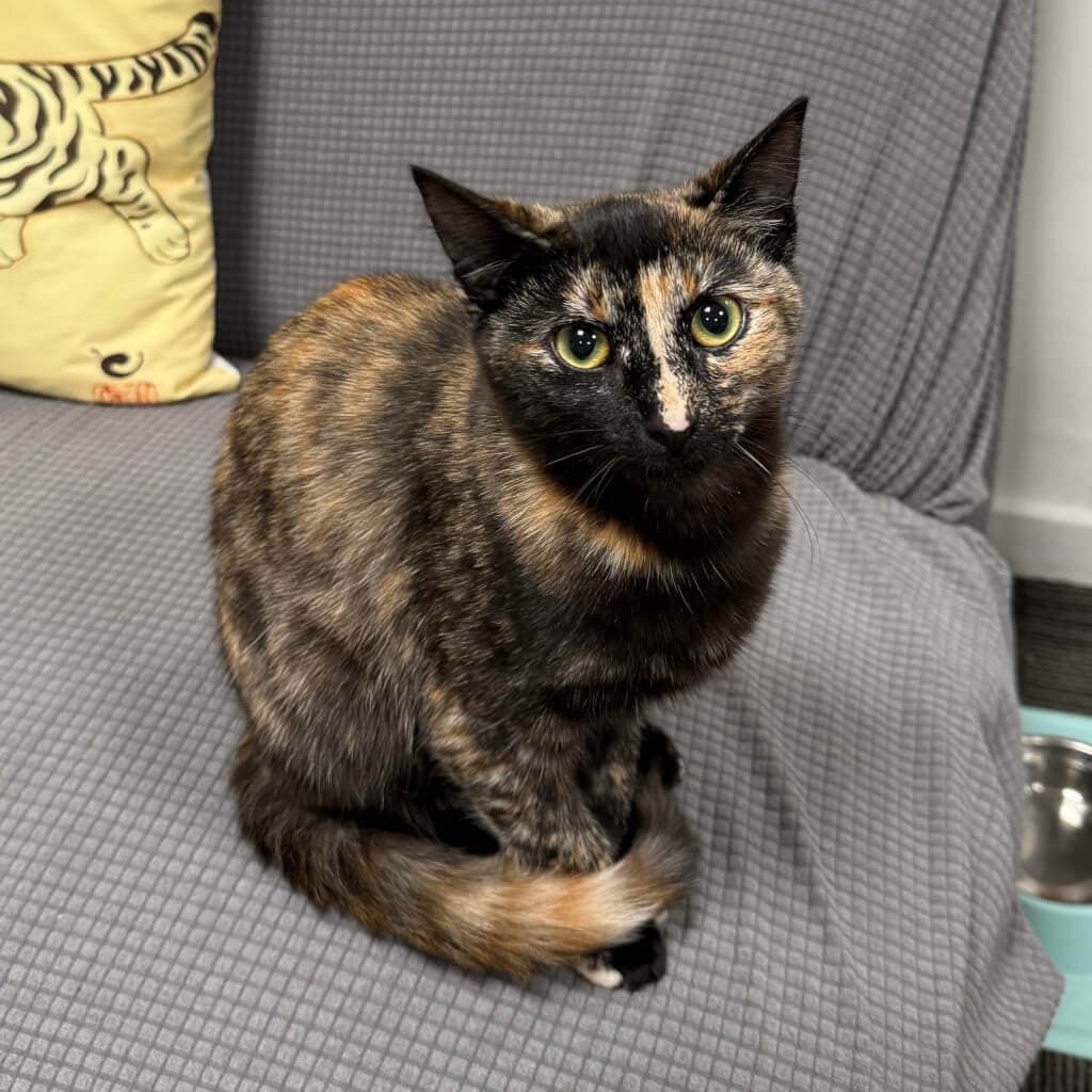 Laura - Domestic Short Hair cat available for adoption in Wellington